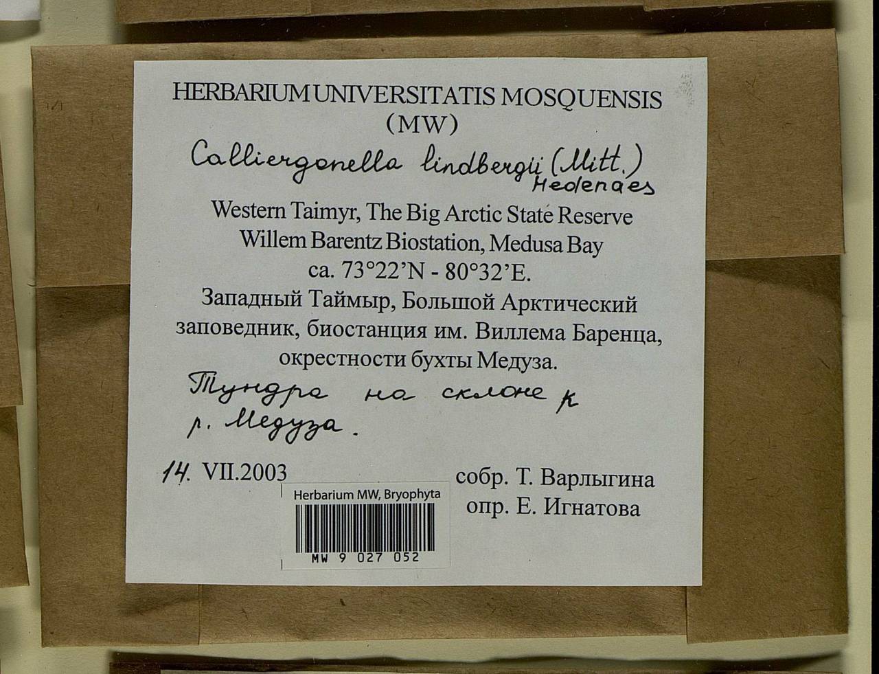 Calliergonella lindbergii (Mitt.) Hedenäs, Bryophytes, Bryophytes - Krasnoyarsk Krai, Tyva & Khakassia (B17) (Russia)