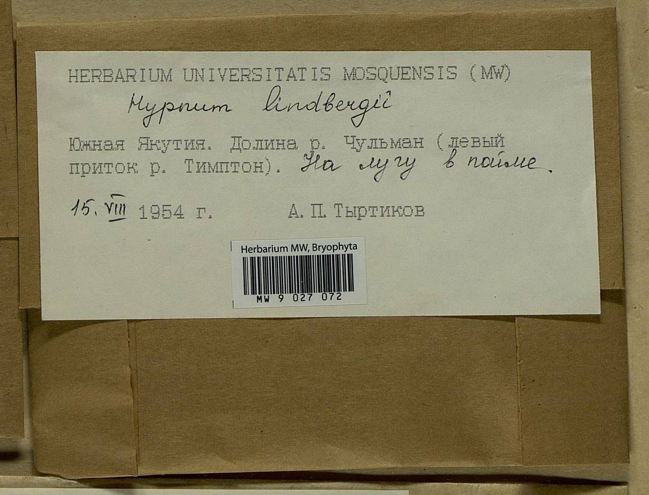 Calliergonella lindbergii (Mitt.) Hedenäs, Bryophytes, Bryophytes - Yakutia (B19) (Russia)