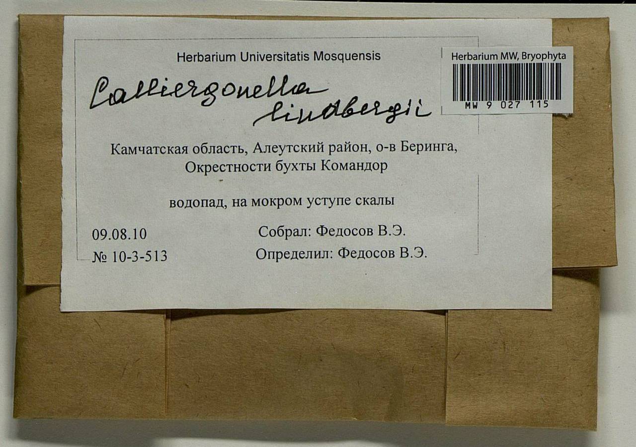 Calliergonella lindbergii (Mitt.) Hedenäs, Bryophytes, Bryophytes - Chukotka & Kamchatka (B21) (Russia)