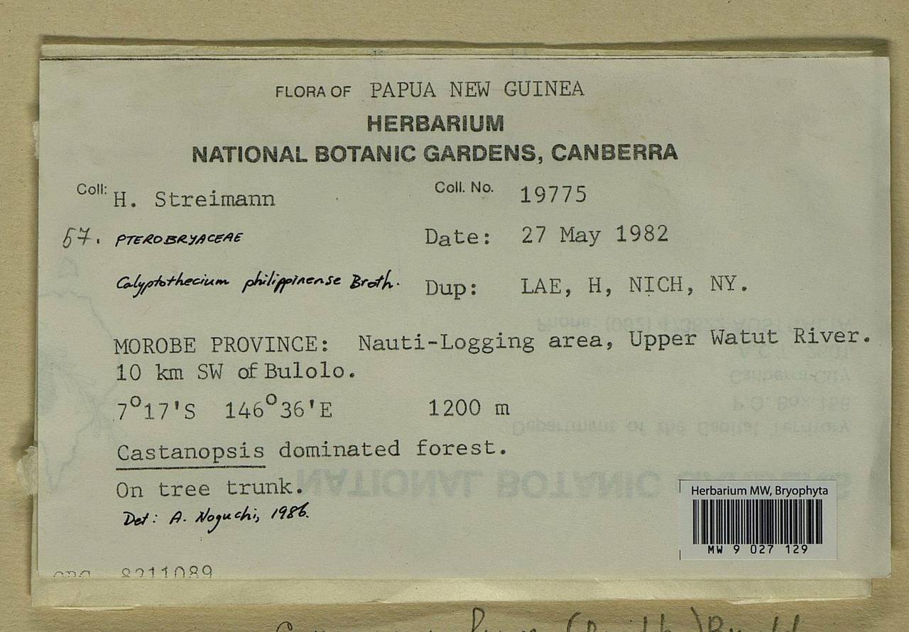 Calyptothecium recurvulum (Müll. Hal. ex Broth.) Broth., Bryophytes, Bryophytes - Oceania (BOc) (Papua New Guinea)