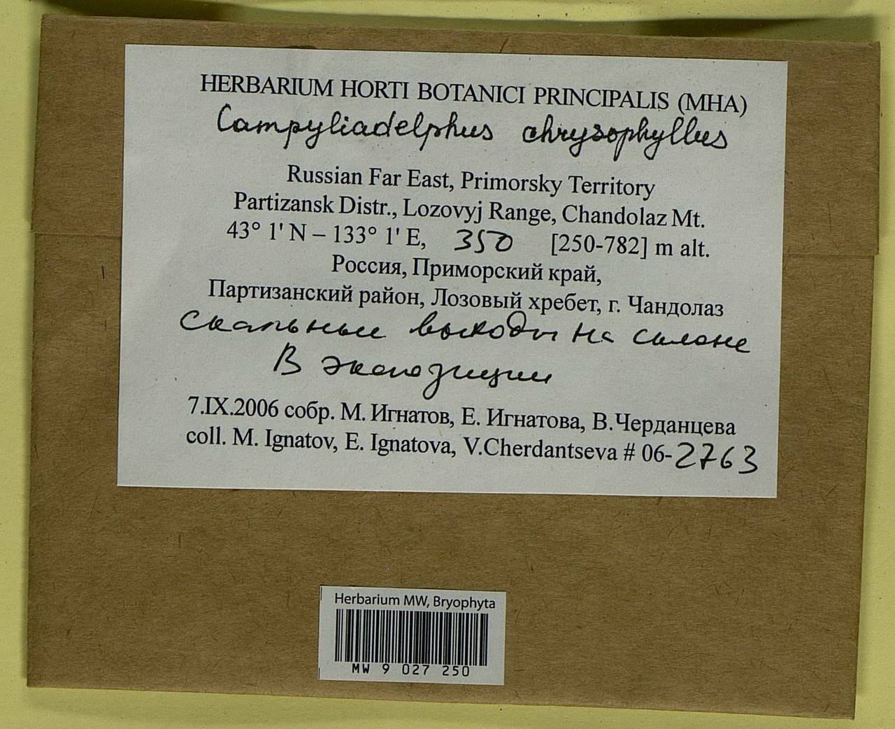 Campylium chrysophyllum (Brid.) Lange, Bryophytes, Bryophytes - Russian Far East (excl. Chukotka & Kamchatka) (B20) (Russia)