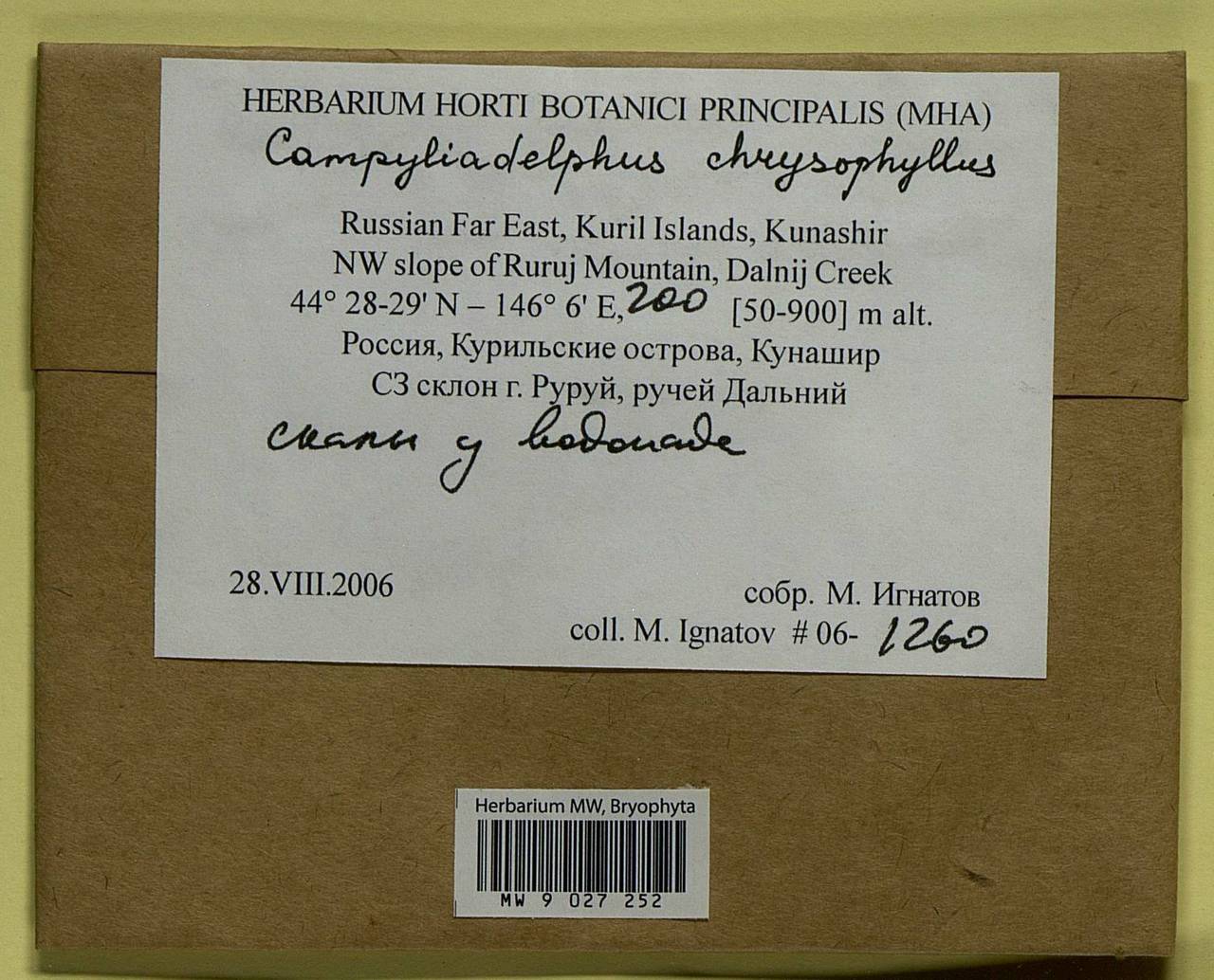 Campylium chrysophyllum (Brid.) Lange, Bryophytes, Bryophytes - Russian Far East (excl. Chukotka & Kamchatka) (B20) (Russia)