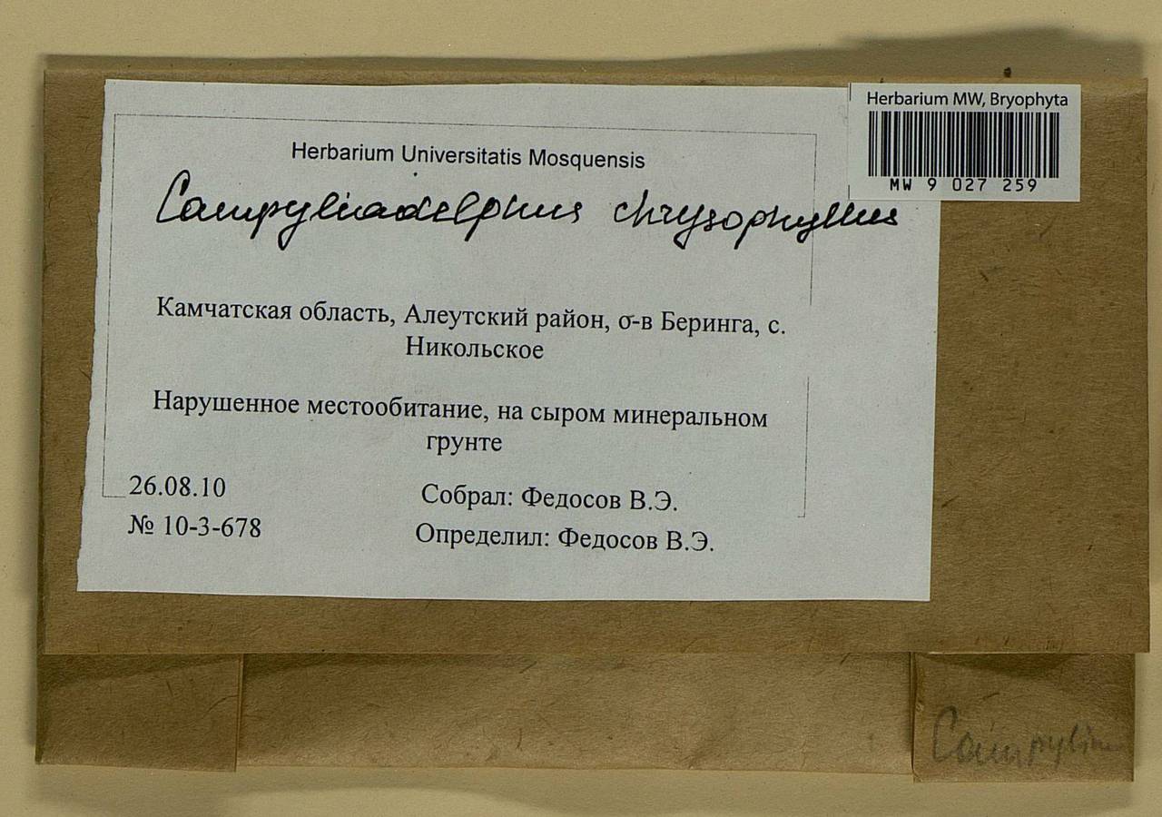 Campylium chrysophyllum (Brid.) Lange, Bryophytes, Bryophytes - Chukotka & Kamchatka (B21) (Russia)