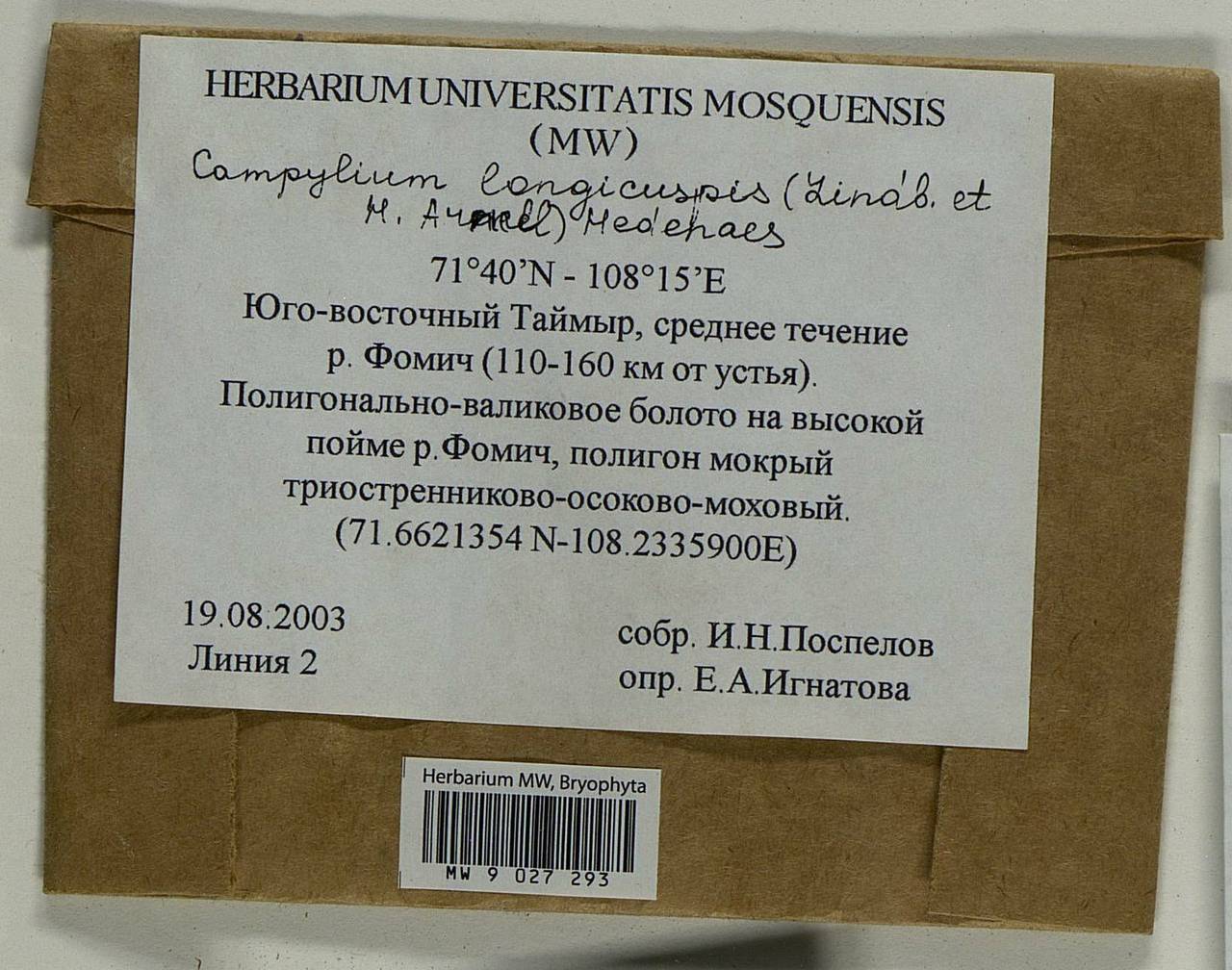 Campylium longicuspis (Lindb. & Arnell) Hedenäs, Bryophytes, Bryophytes - Krasnoyarsk Krai, Tyva & Khakassia (B17) (Russia)