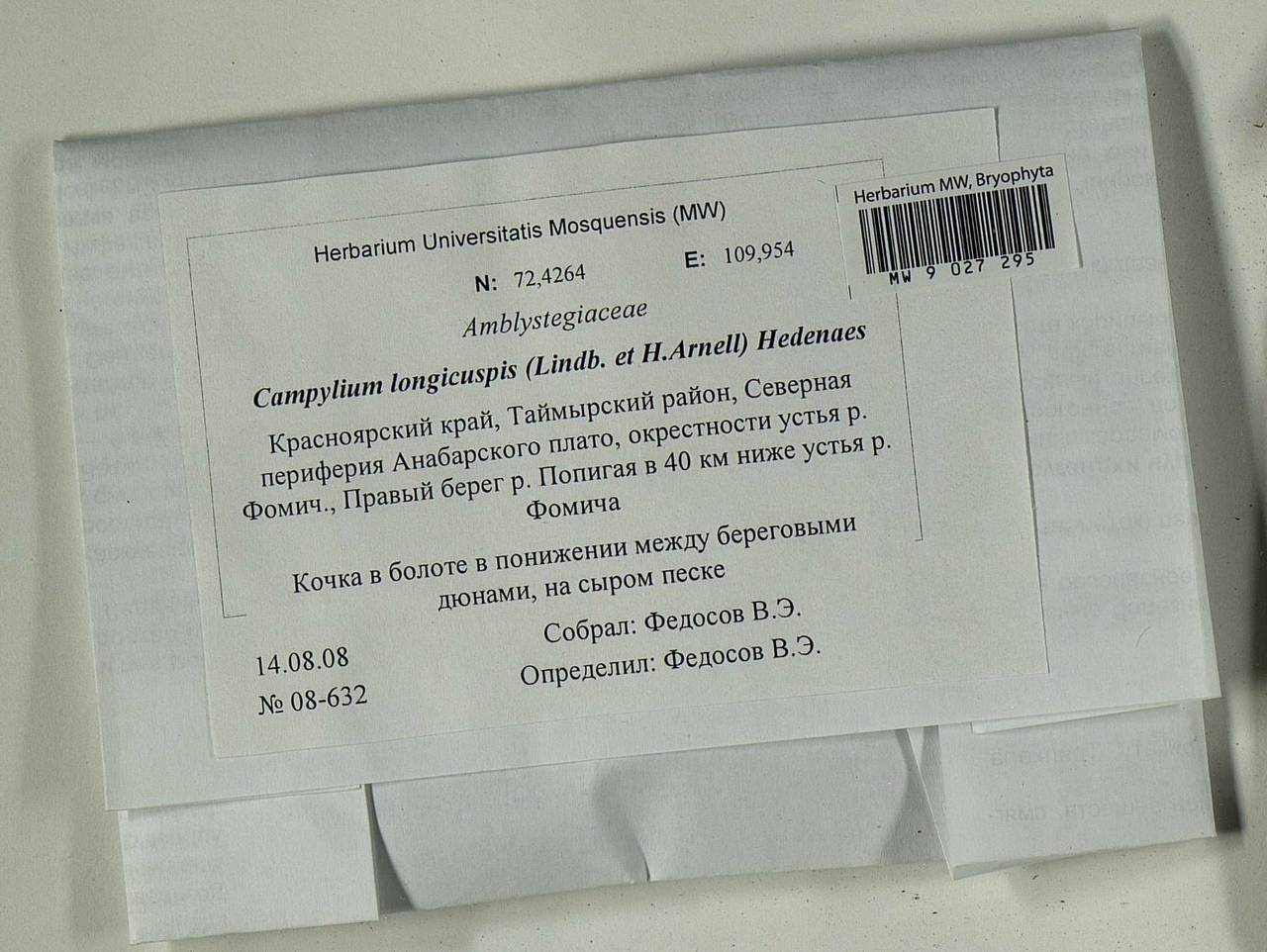 Campylium longicuspis (Lindb. & Arnell) Hedenäs, Bryophytes, Bryophytes - Krasnoyarsk Krai, Tyva & Khakassia (B17) (Russia)