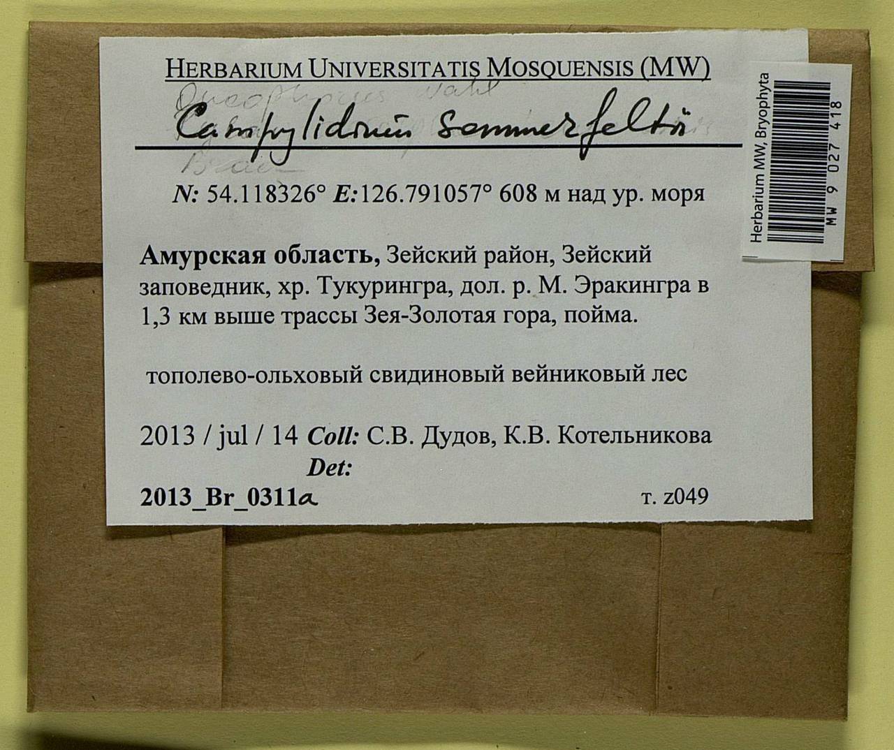 Campylophyllopsis sommerfeltii (Myrin) Ochyra, Bryophytes, Bryophytes - Russian Far East (excl. Chukotka & Kamchatka) (B20) (Russia)