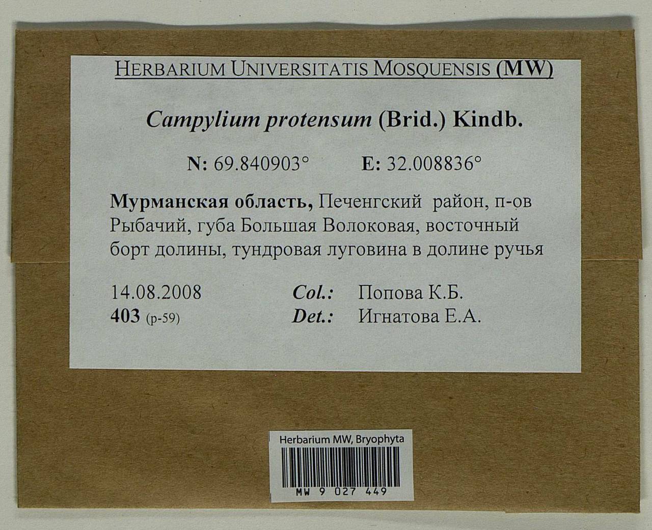 Campylium protensum (Brid.) Kindb., Bryophytes, Bryophytes - Karelia, Leningrad & Murmansk Oblasts (B4) (Russia)