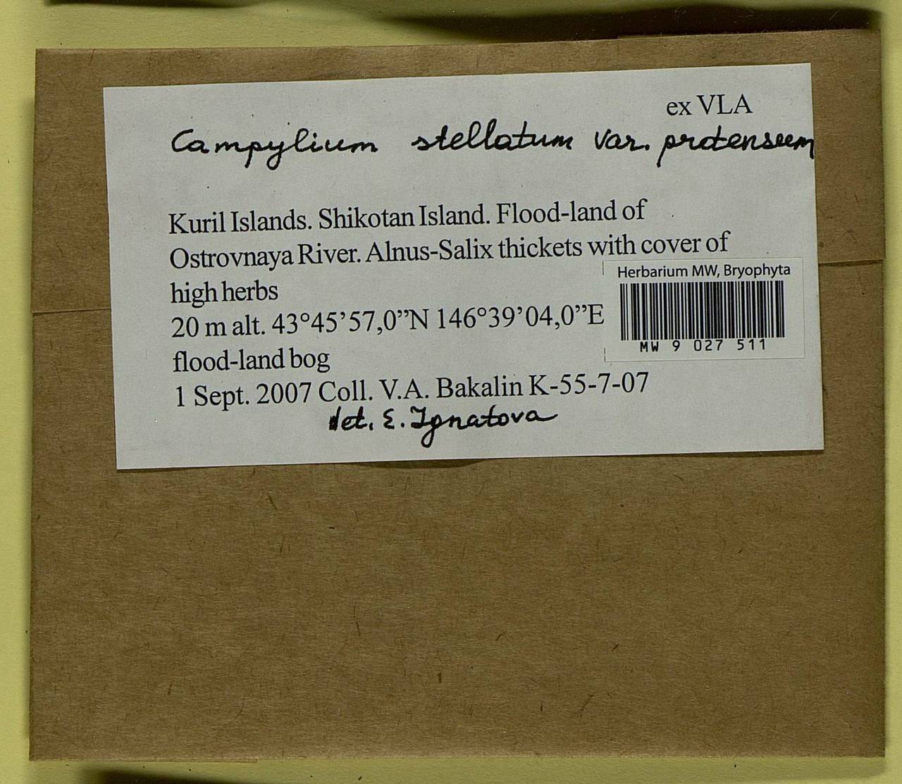 Campylium protensum (Brid.) Kindb., Bryophytes, Bryophytes - Russian Far East (excl. Chukotka & Kamchatka) (B20) (Russia)