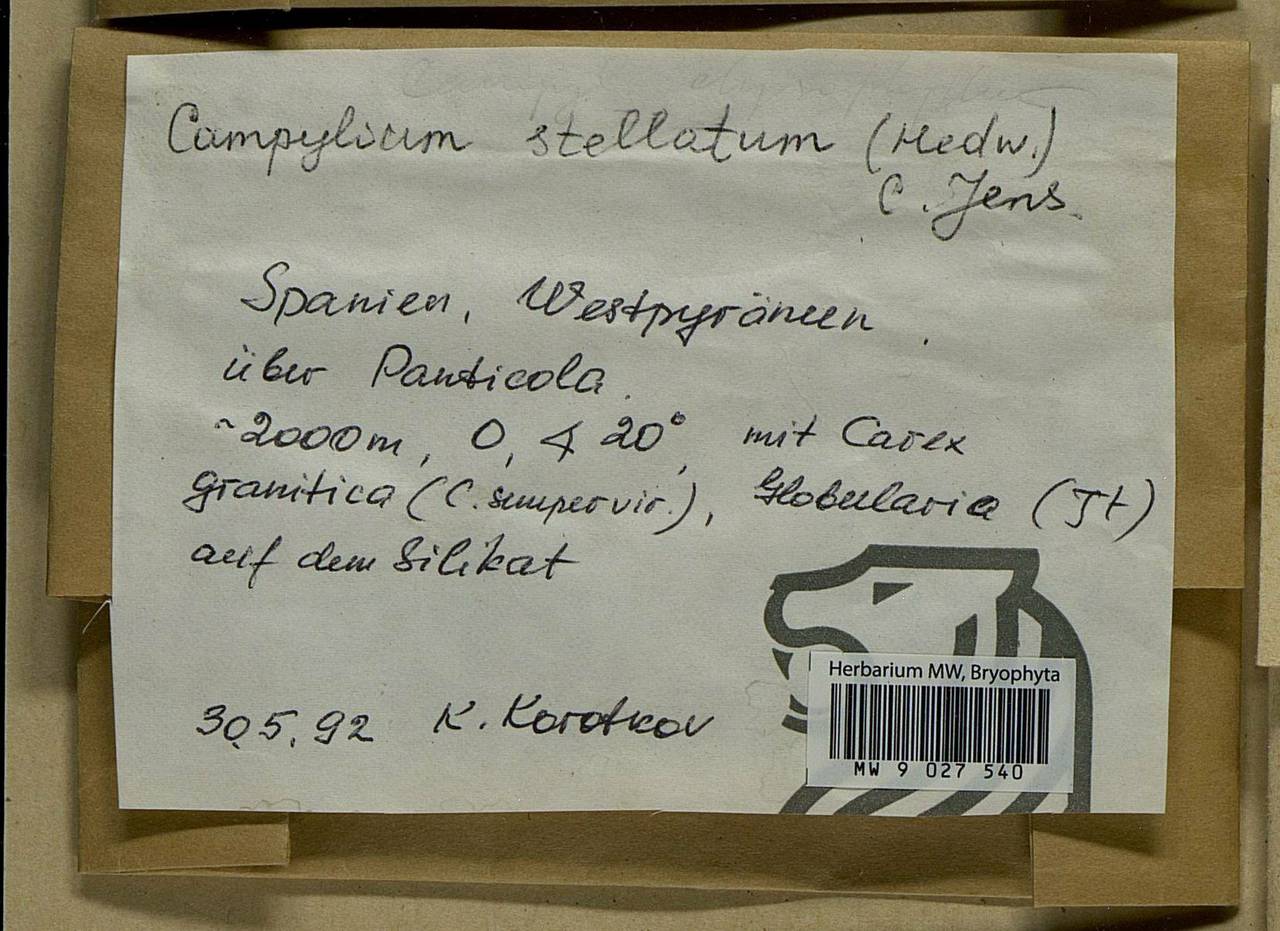 Campylium stellatum (Hedw.) Lange & C.E.O. Jensen, Bryophytes, Bryophytes - Western Europe (BEu) (Spain)