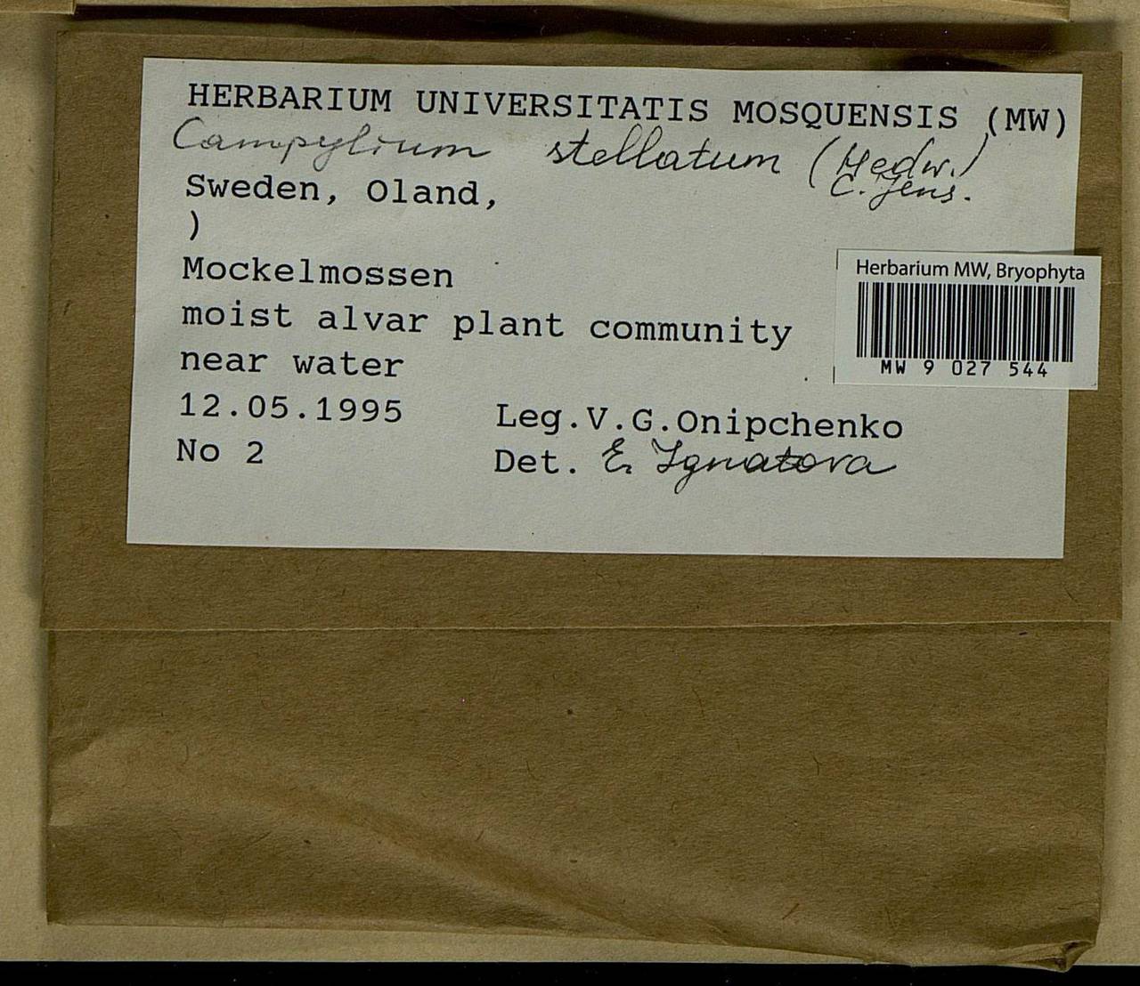 Campylium stellatum (Hedw.) Lange & C.E.O. Jensen, Bryophytes, Bryophytes - Western Europe (BEu) (Sweden)