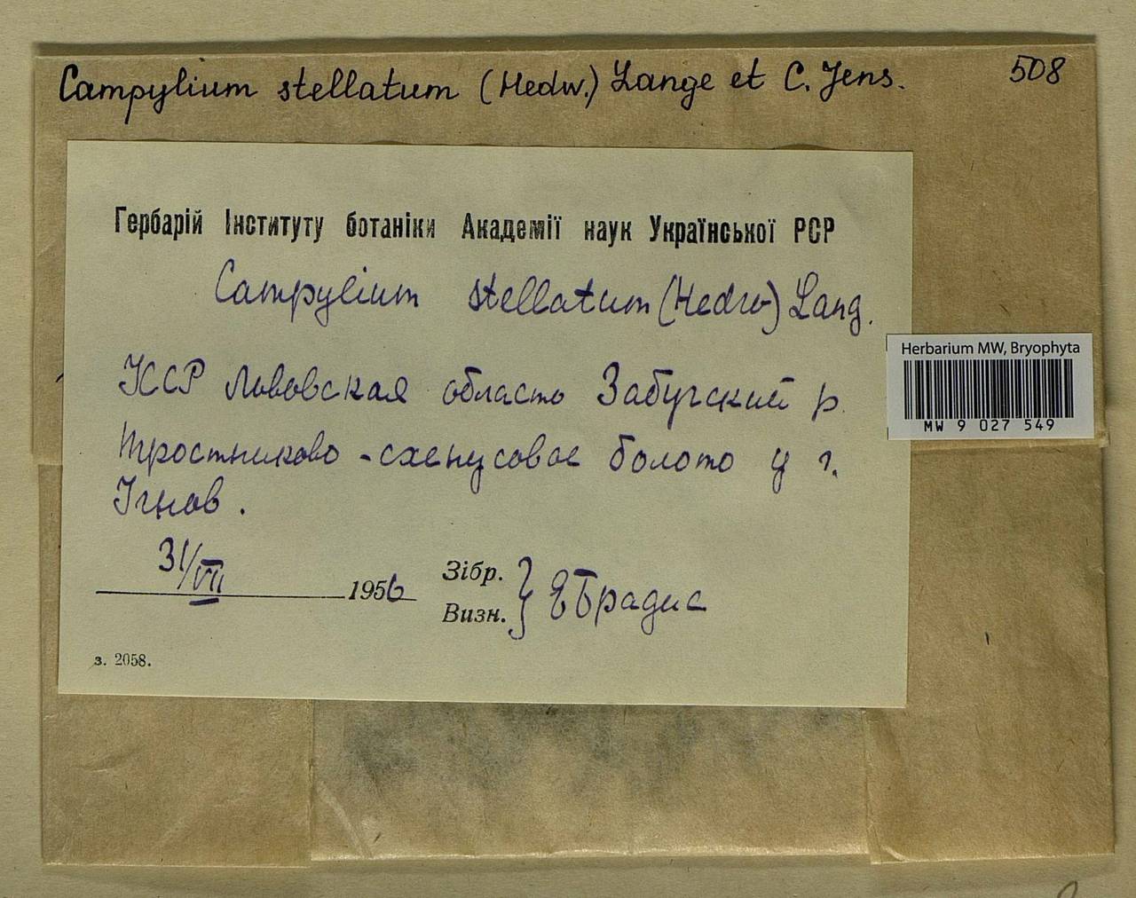 Campylium stellatum (Hedw.) Lange & C.E.O. Jensen, Bryophytes, Bryophytes - Ukraine & Moldova (B3) (Ukraine)