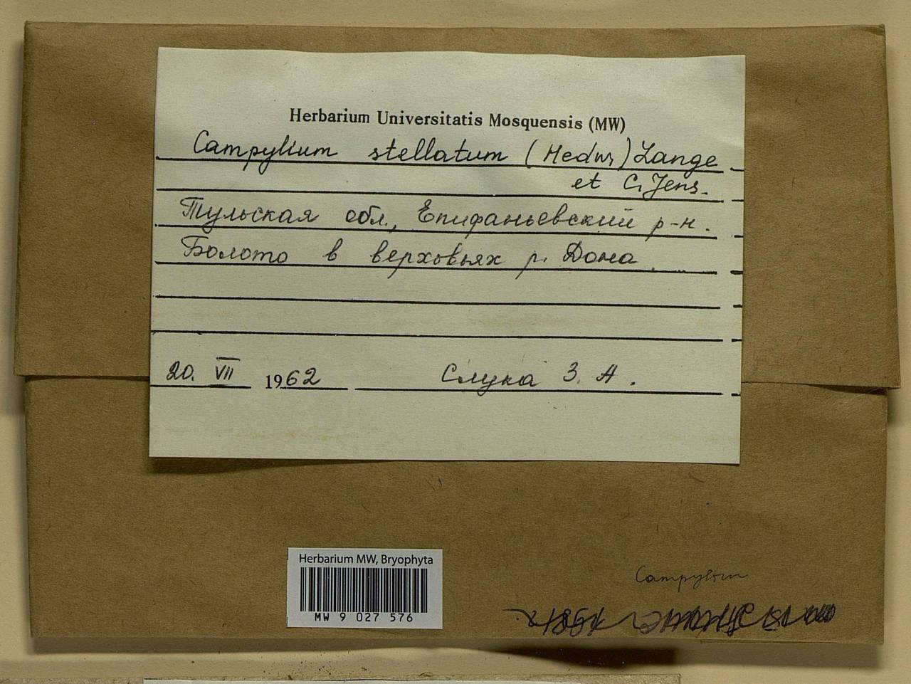 Campylium stellatum (Hedw.) Lange & C.E.O. Jensen, Bryophytes, Bryophytes - Middle Russia (B6) (Russia)