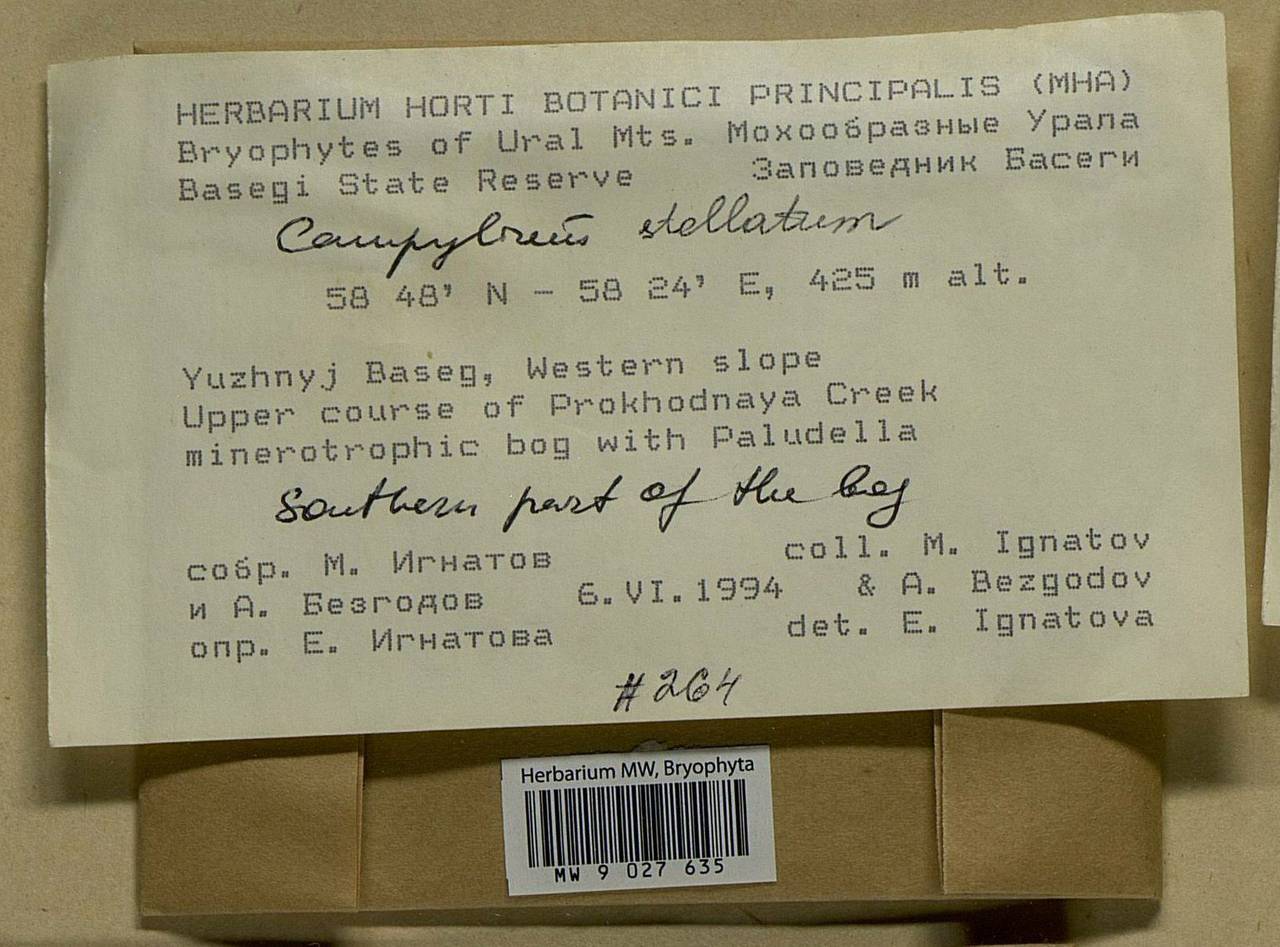 Campylium stellatum (Hedw.) Lange & C.E.O. Jensen, Bryophytes, Bryophytes - Permsky Krai, Udmurt Republic, Sverdlovsk & Kirov Oblasts (B8) (Russia)