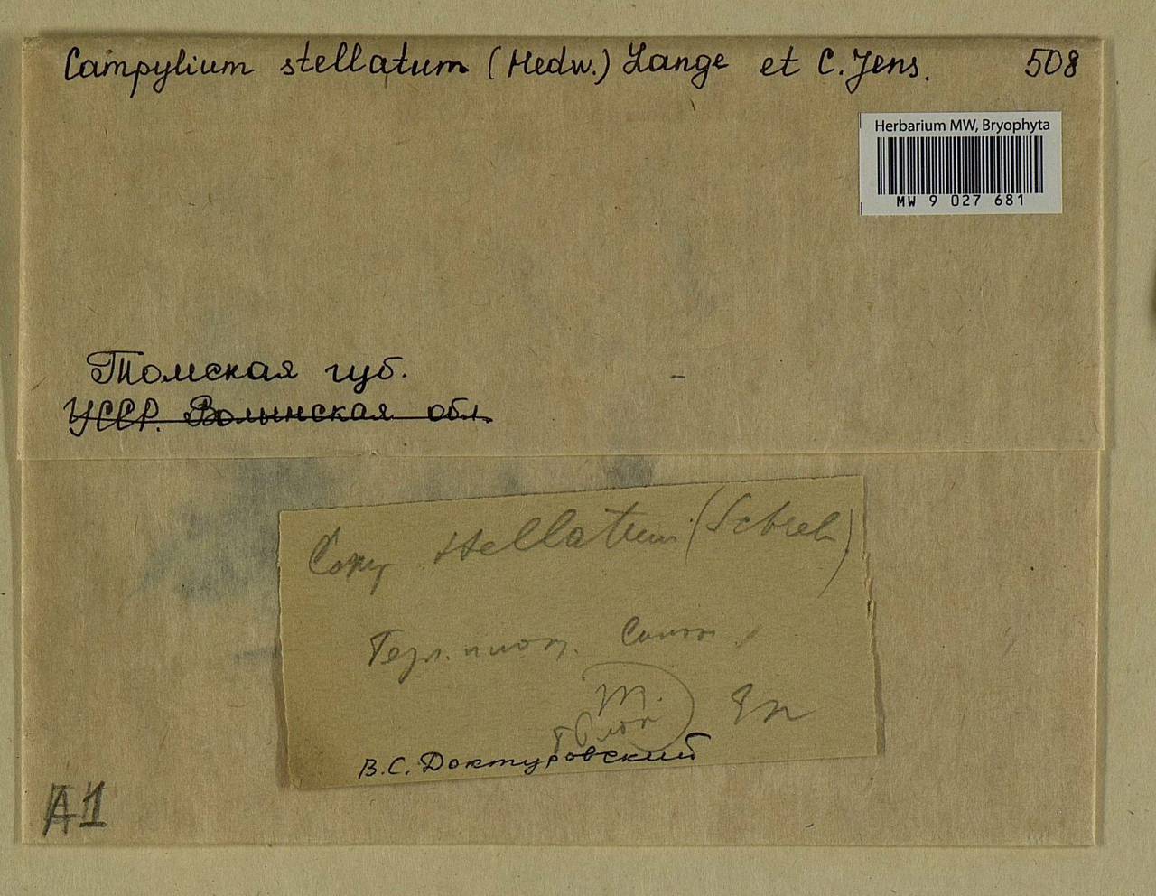 Campylium stellatum (Hedw.) Lange & C.E.O. Jensen, Bryophytes, Bryophytes - Western Siberia (including Altai) (B15) (Russia)