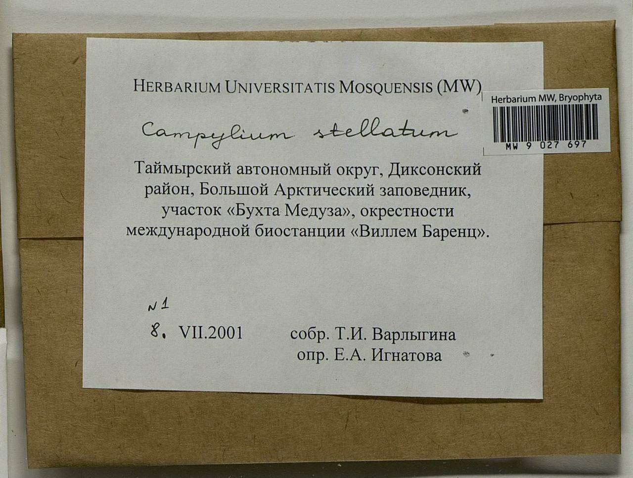 Campylium stellatum (Hedw.) Lange & C.E.O. Jensen, Bryophytes, Bryophytes - Krasnoyarsk Krai, Tyva & Khakassia (B17) (Russia)