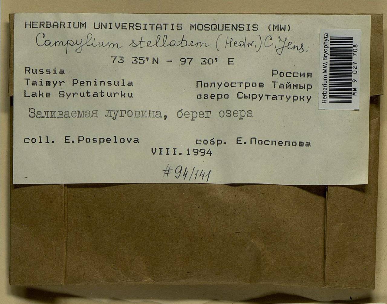 Campylium stellatum (Hedw.) Lange & C.E.O. Jensen, Bryophytes, Bryophytes - Krasnoyarsk Krai, Tyva & Khakassia (B17) (Russia)