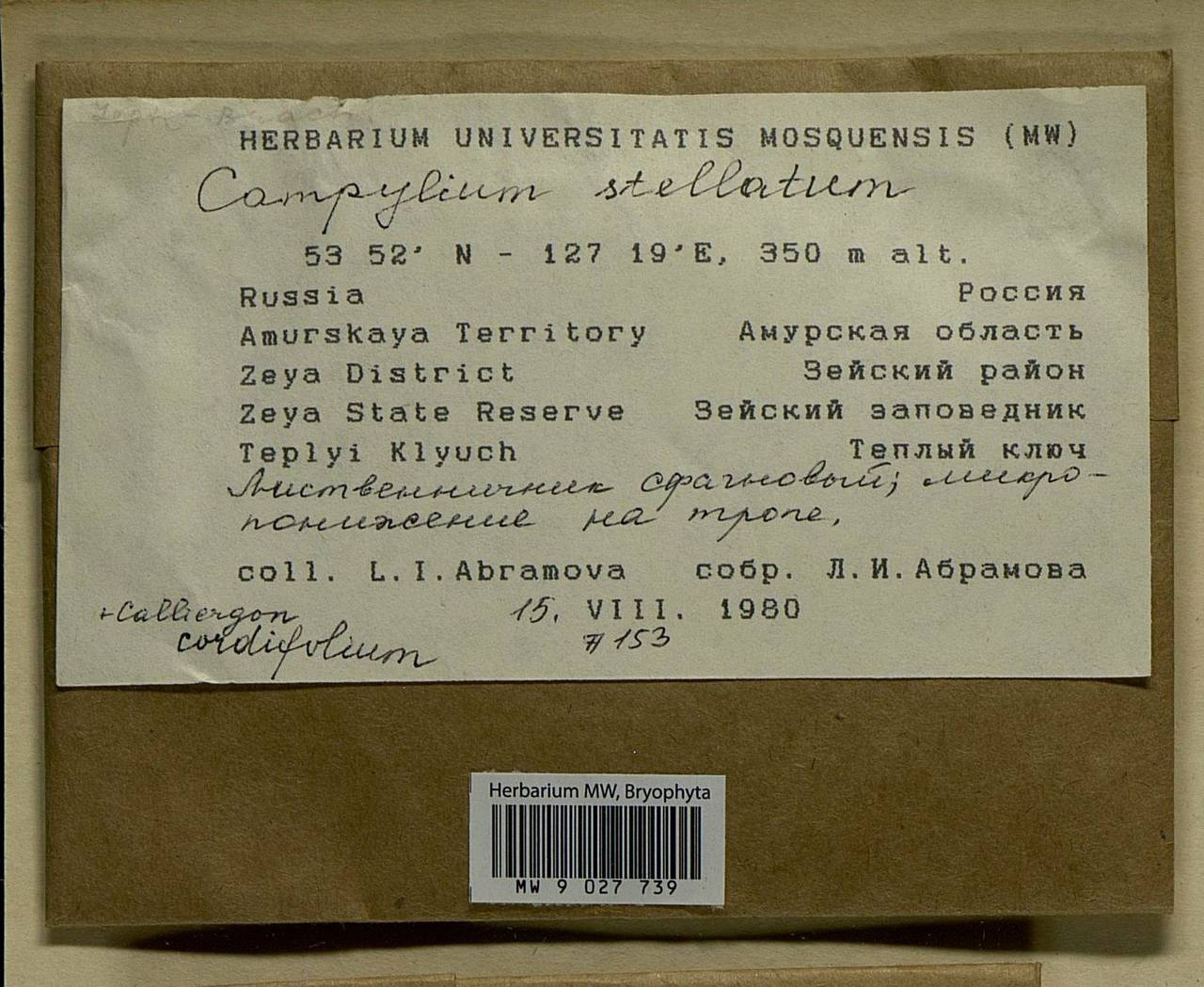 Campylium stellatum (Hedw.) Lange & C.E.O. Jensen, Bryophytes, Bryophytes - Russian Far East (excl. Chukotka & Kamchatka) (B20) (Russia)