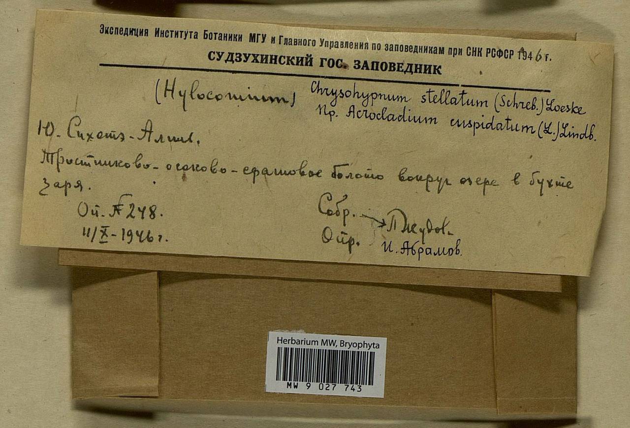 Campylium stellatum (Hedw.) Lange & C.E.O. Jensen, Bryophytes, Bryophytes - Russian Far East (excl. Chukotka & Kamchatka) (B20) (Russia)