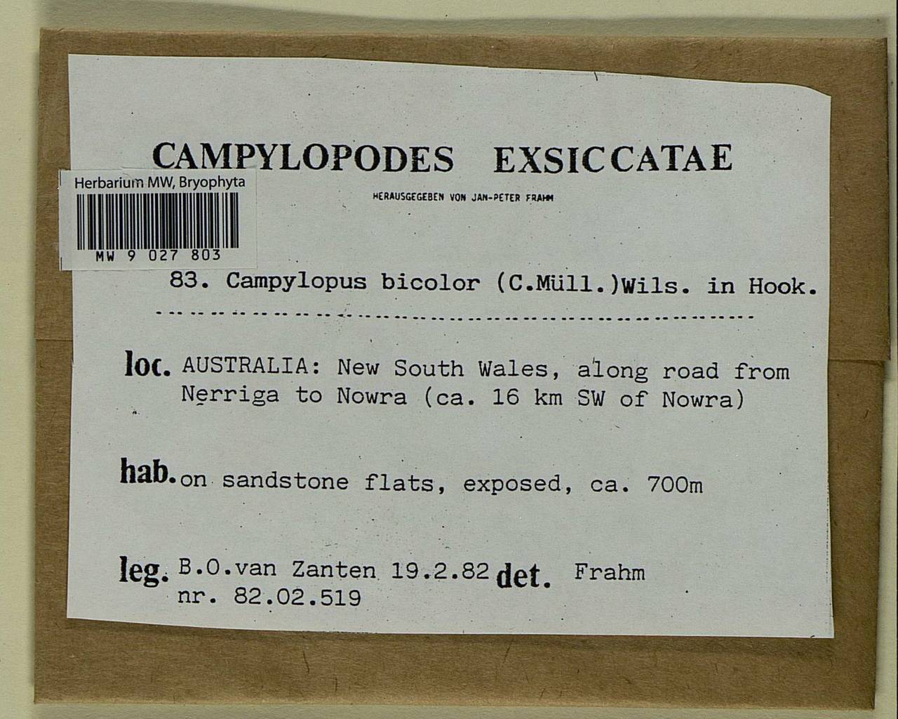 Campylopus bicolor (Hornsch. ex Müll. Hal.) Wilson, Bryophytes, Bryophytes - Australia & New Zealand (BAu) (Australia)