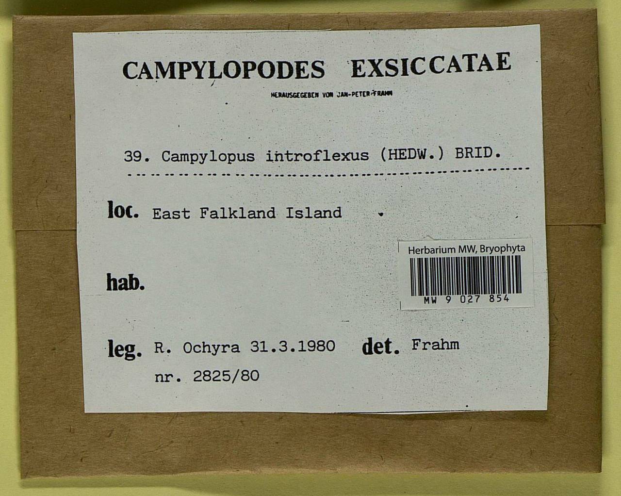 Campylopus introflexus (Hedw.) Brid., Bryophytes, Bryophytes - America (BAm) (Falkland Islands)