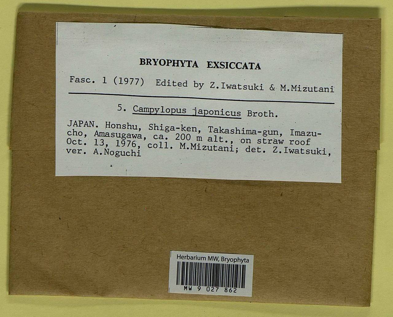 Campylopus sinensis (Müll. Hal.) J.-P. Frahm, Bryophytes, Bryophytes - Asia (outside ex-Soviet states) (BAs) (Japan)