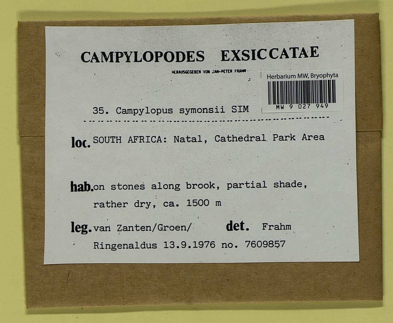 Campylopus aureonitens (Müll. Hal.) A. Jaeger, Bryophytes, Bryophytes - Africa (BAf) (South Africa)