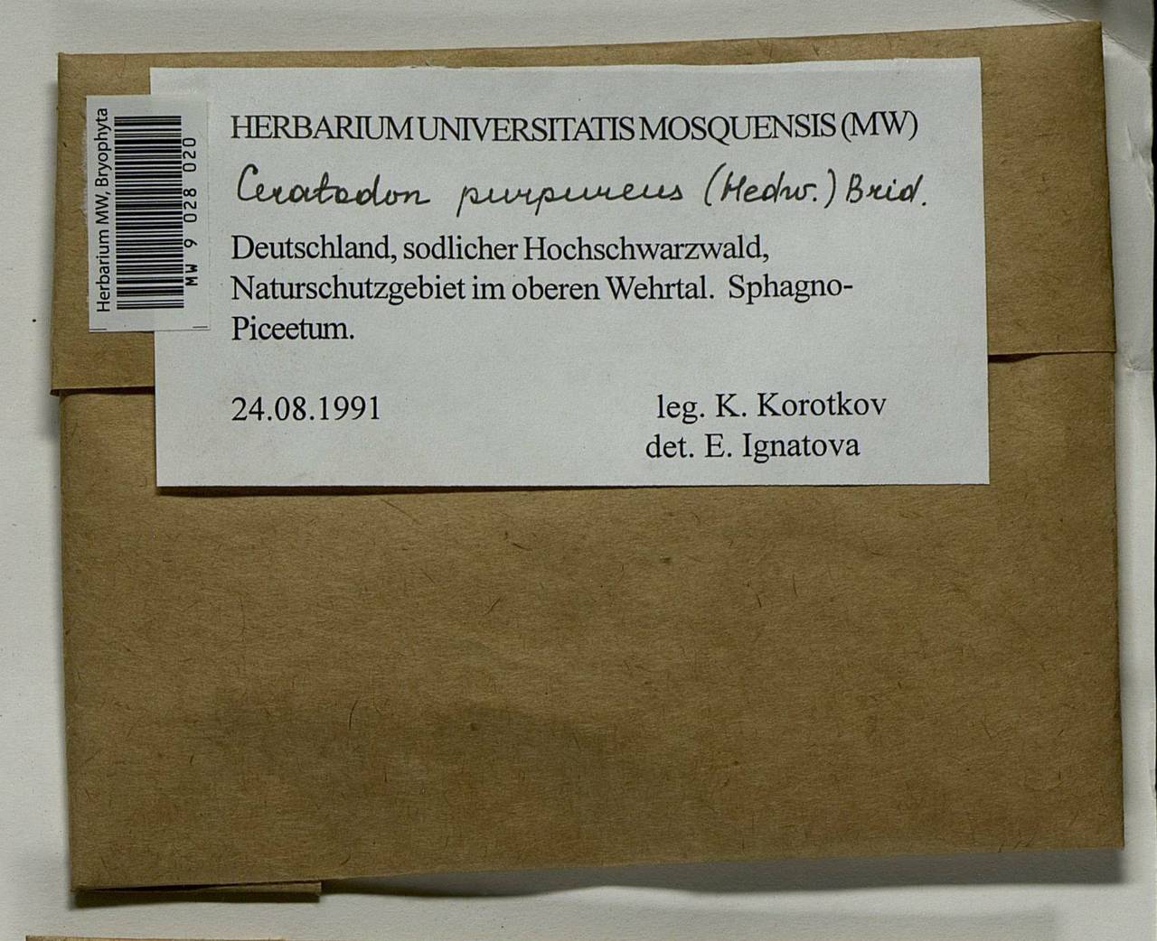 Ceratodon purpureus (Hedw.) Brid., Bryophytes, Bryophytes - Western Europe (BEu) (Germany)