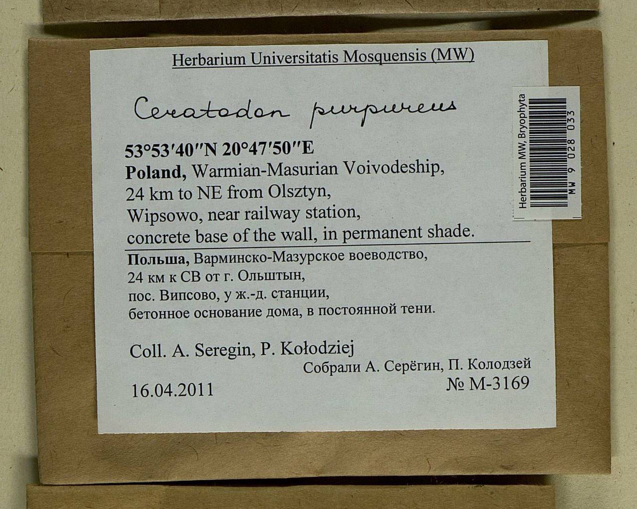 Ceratodon purpureus (Hedw.) Brid., Bryophytes, Bryophytes - Western Europe (BEu) (Poland)