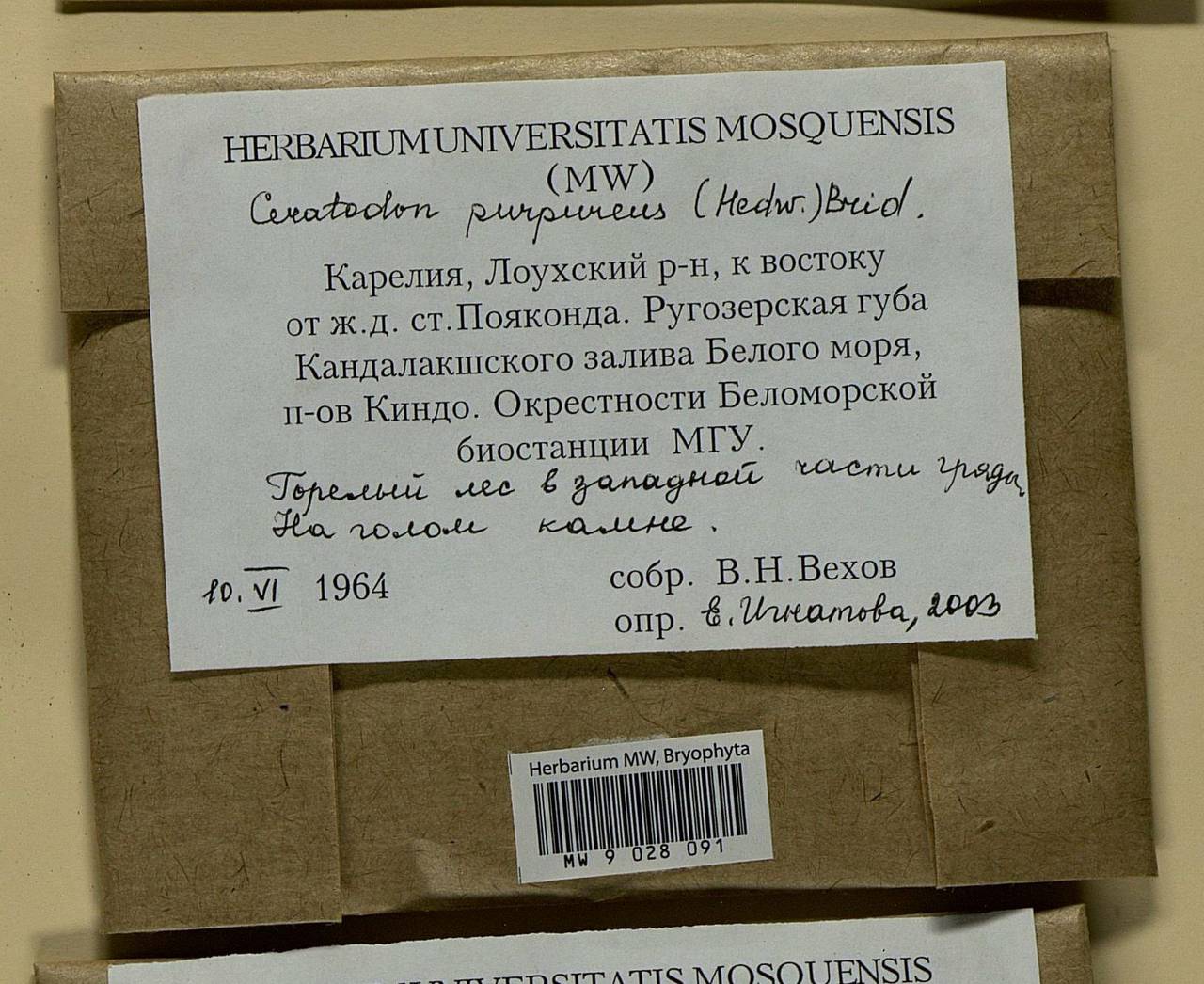 Ceratodon purpureus (Hedw.) Brid., Bryophytes, Bryophytes - Karelia, Leningrad & Murmansk Oblasts (B4) (Russia)