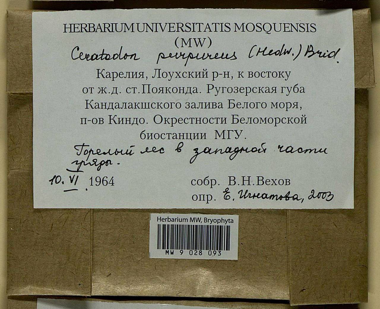 Ceratodon purpureus (Hedw.) Brid., Bryophytes, Bryophytes - Karelia, Leningrad & Murmansk Oblasts (B4) (Russia)