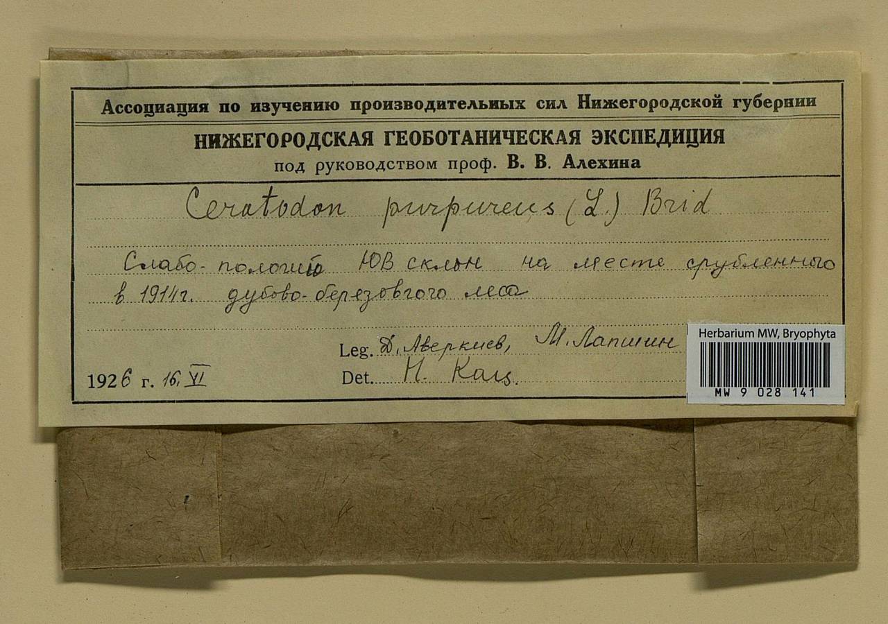 Ceratodon purpureus (Hedw.) Brid., Bryophytes, Bryophytes - Middle Russia (B6) (Russia)