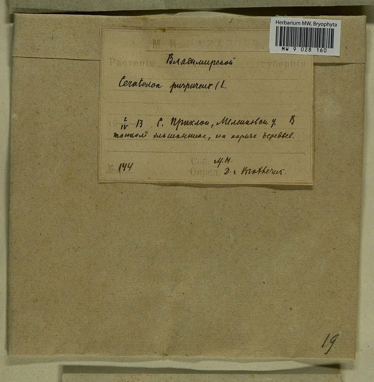 Ceratodon purpureus (Hedw.) Brid., Bryophytes, Bryophytes - Middle Russia (B6) (Russia)