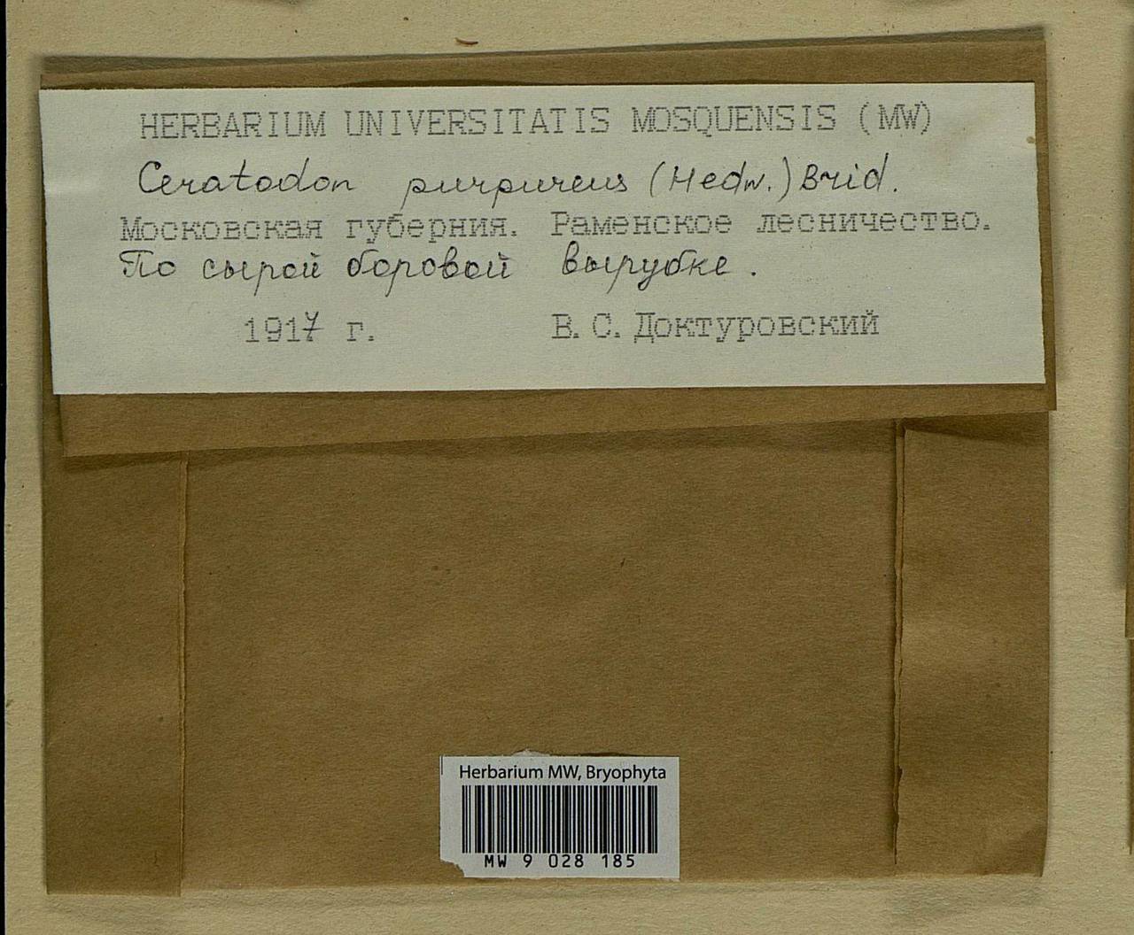 Ceratodon purpureus (Hedw.) Brid., Bryophytes, Bryophytes - Moscow City & Moscow Oblast (B6a) (Russia)