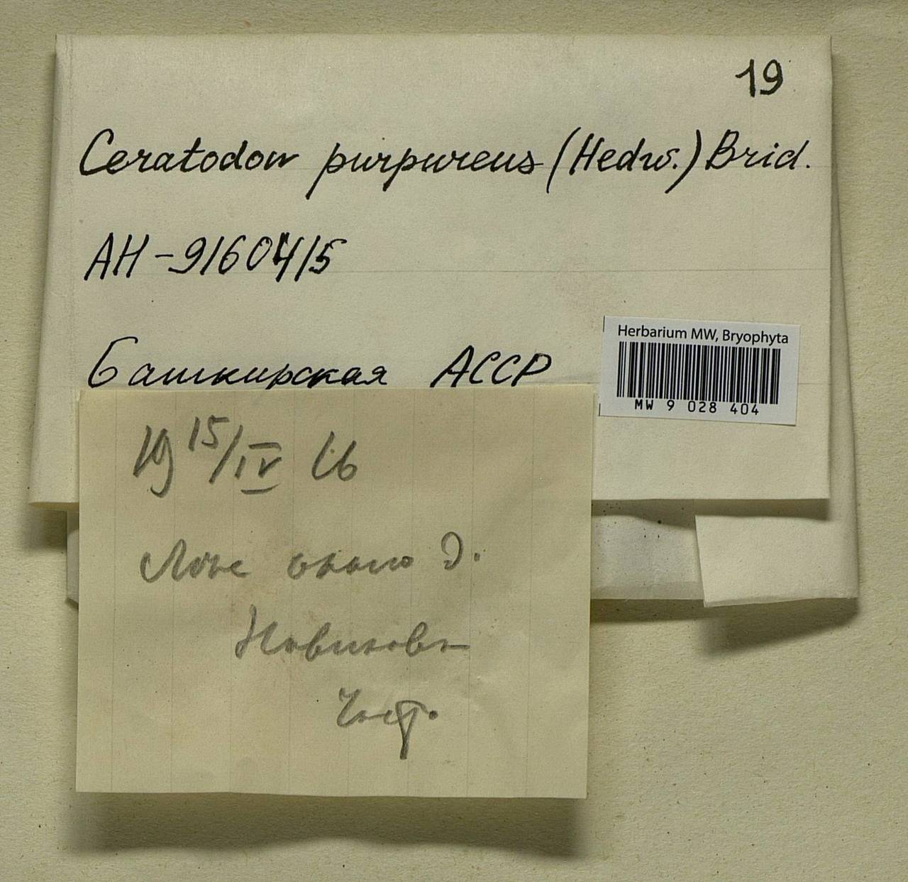 Ceratodon purpureus (Hedw.) Brid., Bryophytes, Bryophytes - South Urals (B14) (Russia)