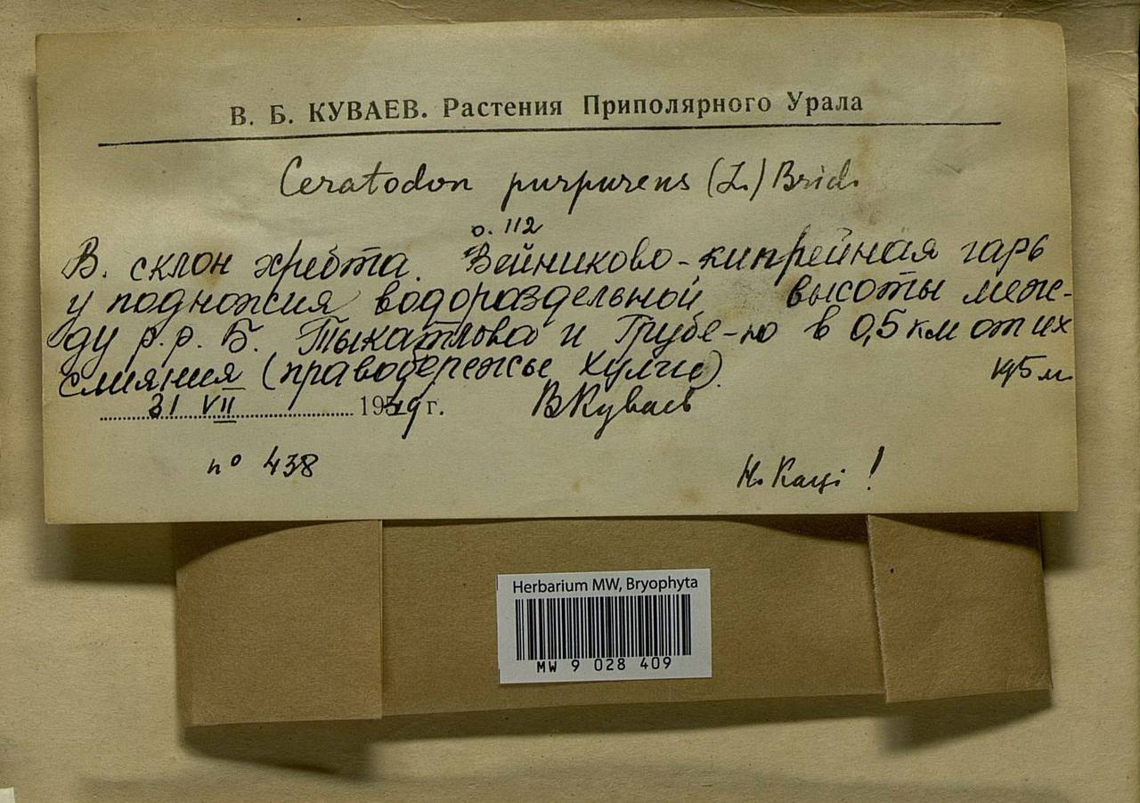 Ceratodon purpureus (Hedw.) Brid., Bryophytes, Bryophytes - Western Siberia (including Altai) (B15) (Russia)