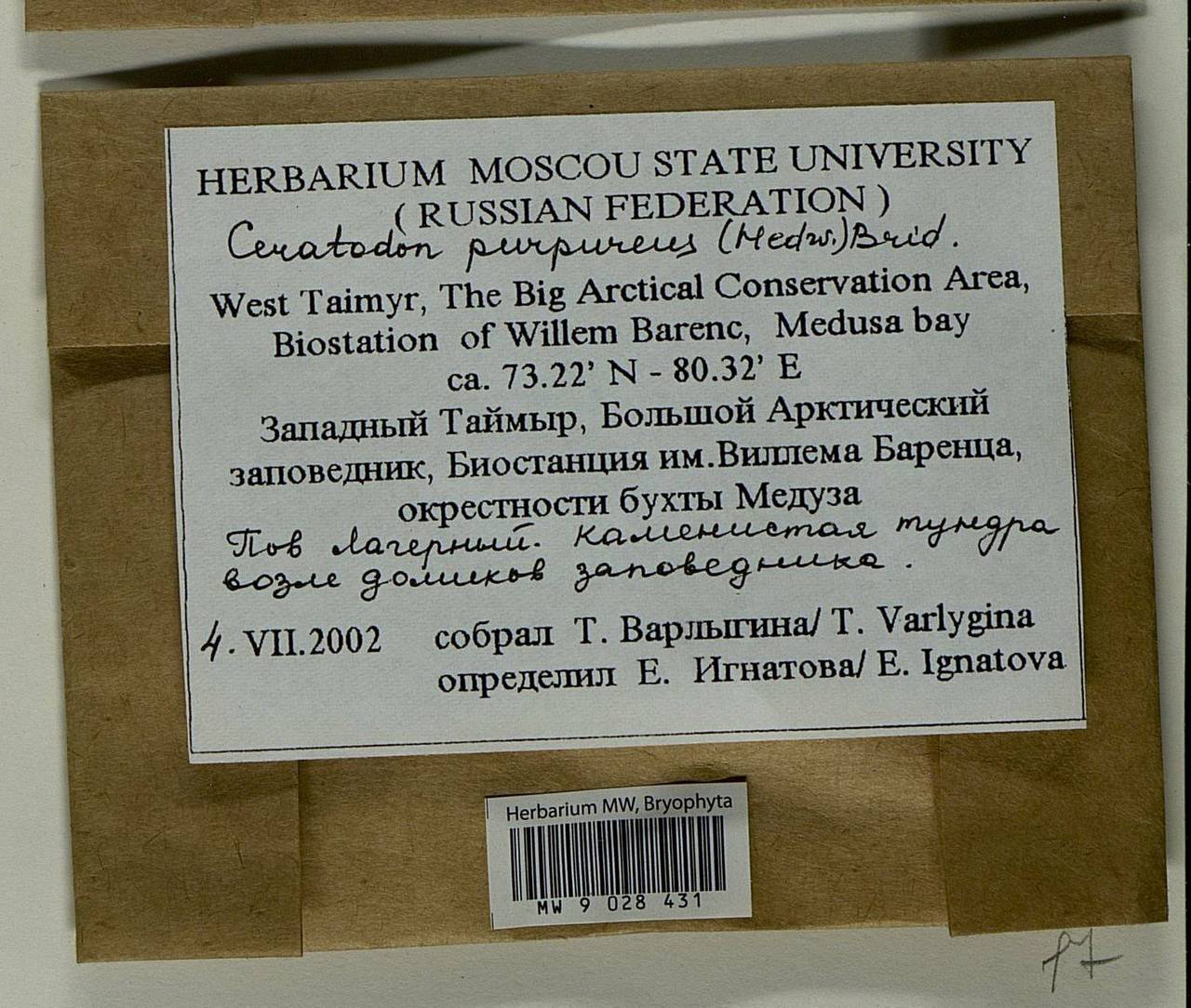 Ceratodon purpureus (Hedw.) Brid., Bryophytes, Bryophytes - Krasnoyarsk Krai, Tyva & Khakassia (B17) (Russia)