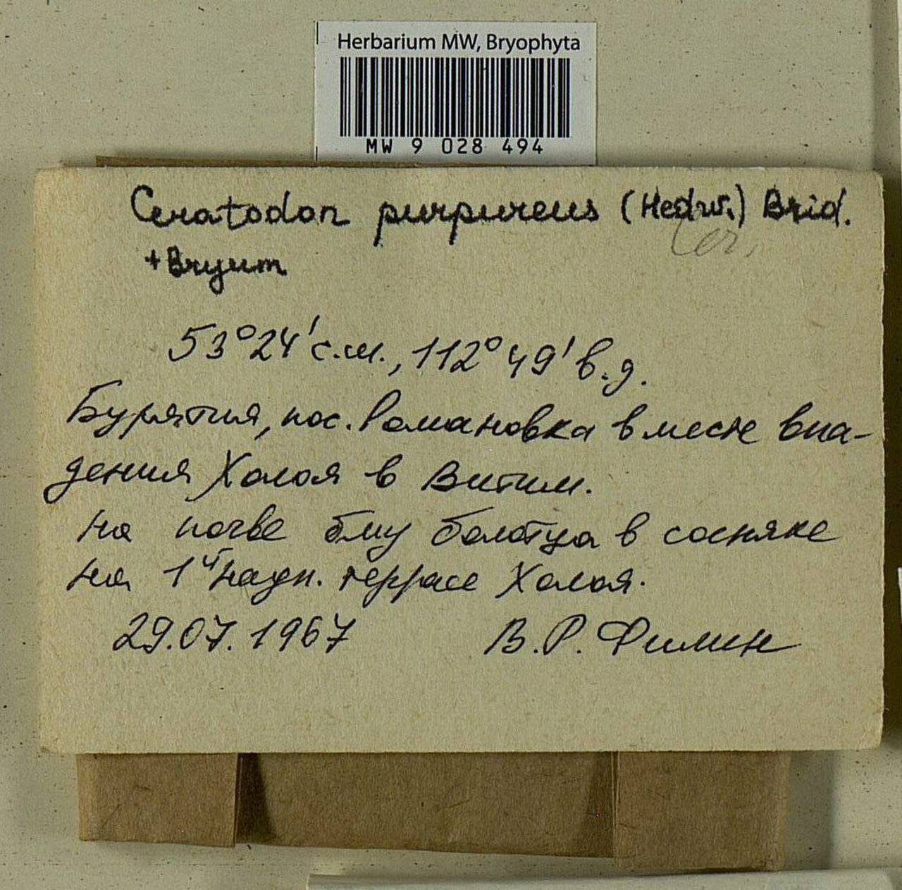 Ceratodon purpureus (Hedw.) Brid., Bryophytes, Bryophytes - Baikal & Transbaikal regions (B18) (Russia)