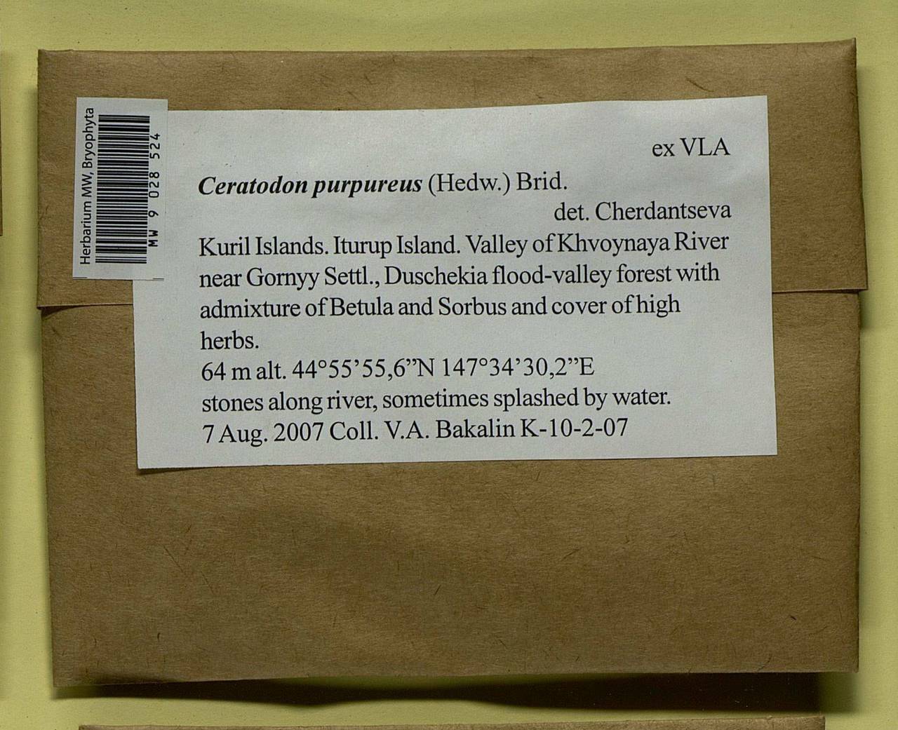 Ceratodon purpureus (Hedw.) Brid., Bryophytes, Bryophytes - Russian Far East (excl. Chukotka & Kamchatka) (B20) (Russia)