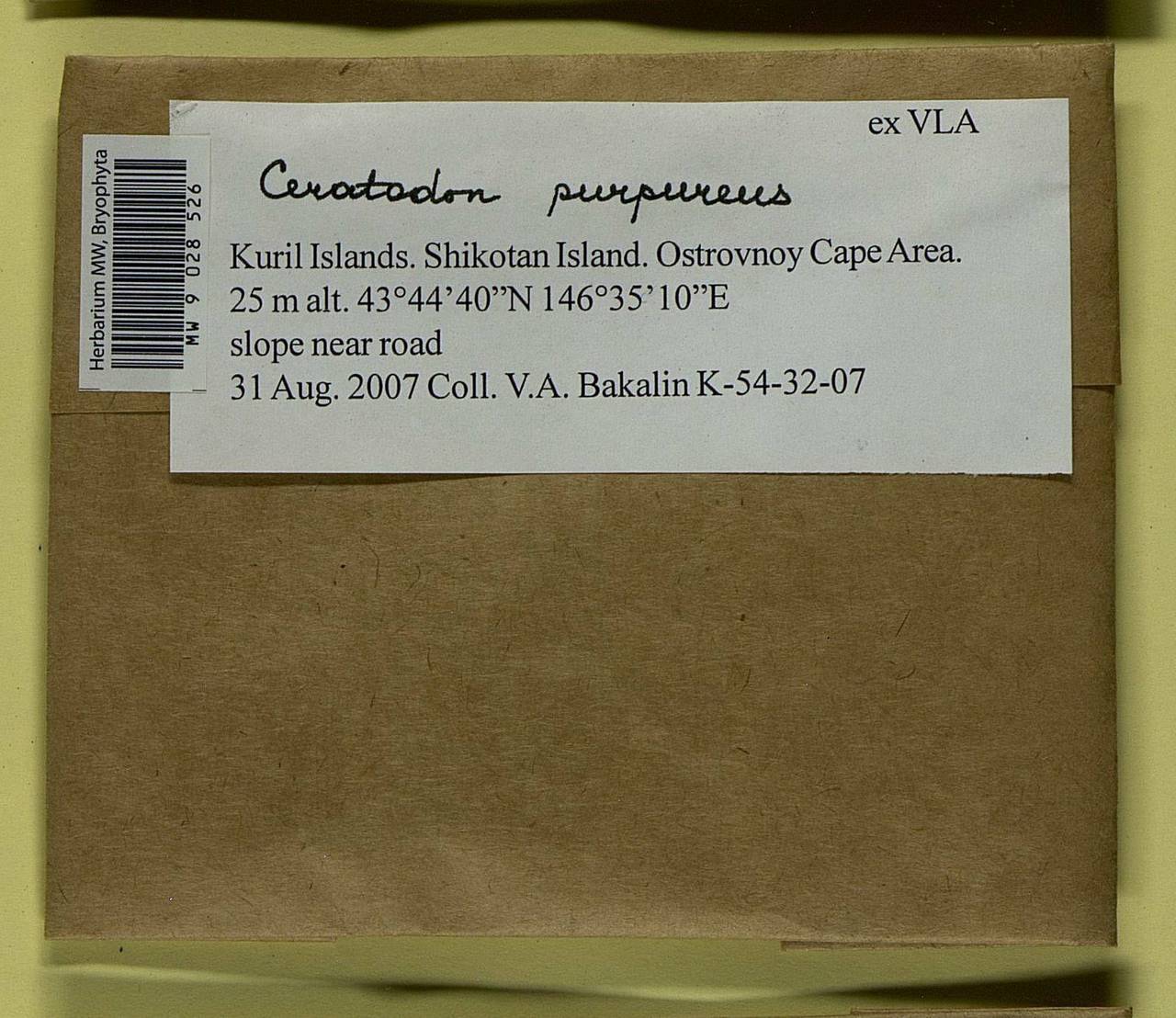 Ceratodon purpureus (Hedw.) Brid., Bryophytes, Bryophytes - Russian Far East (excl. Chukotka & Kamchatka) (B20) (Russia)