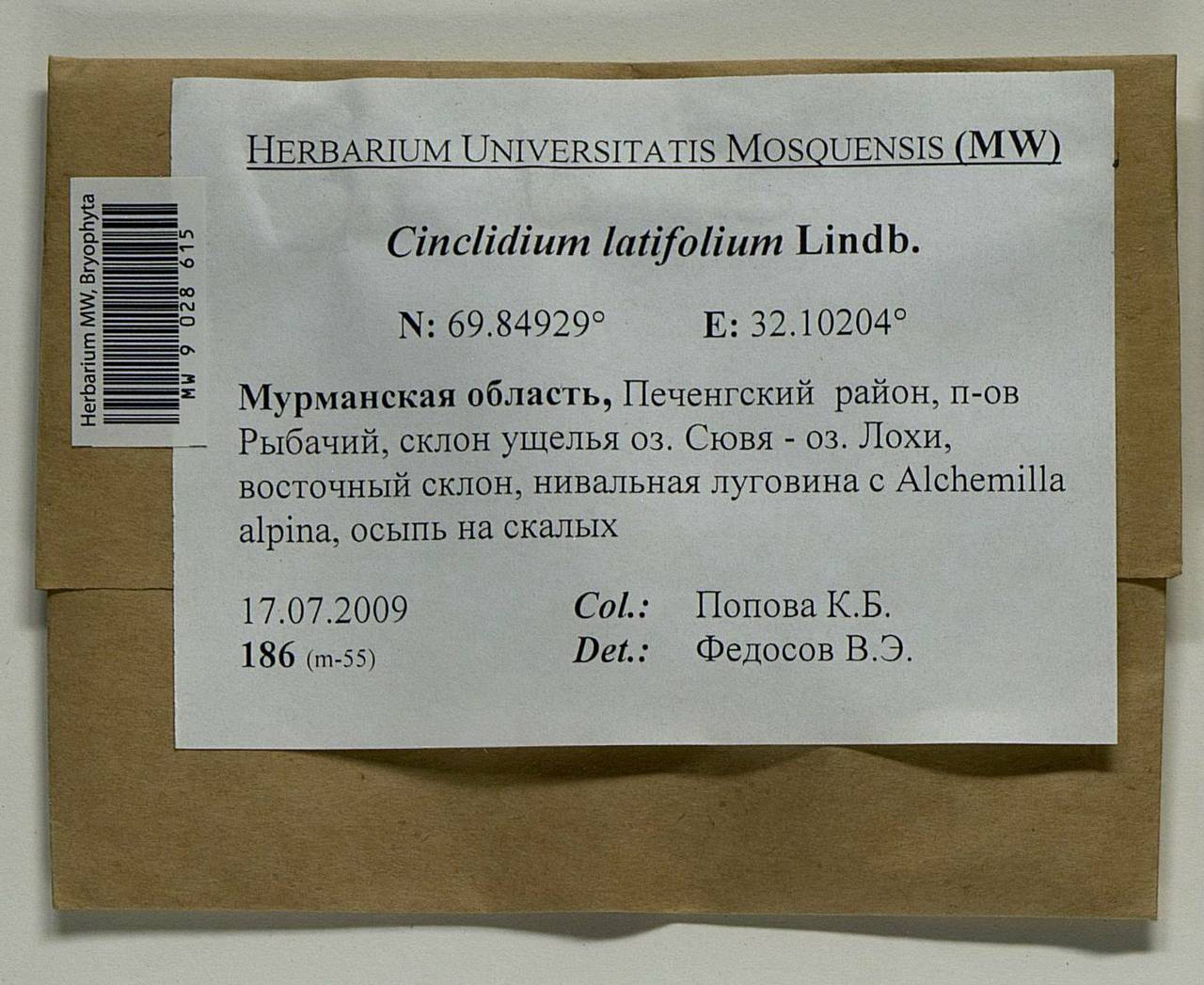 Cinclidium latifolium Lindb., Bryophytes, Bryophytes - Karelia, Leningrad & Murmansk Oblasts (B4) (Russia)