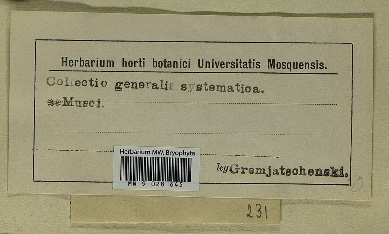 Cinclidium stygium Sw., Bryophytes, Bryophytes - Western Europe (BEu) (Not classified)