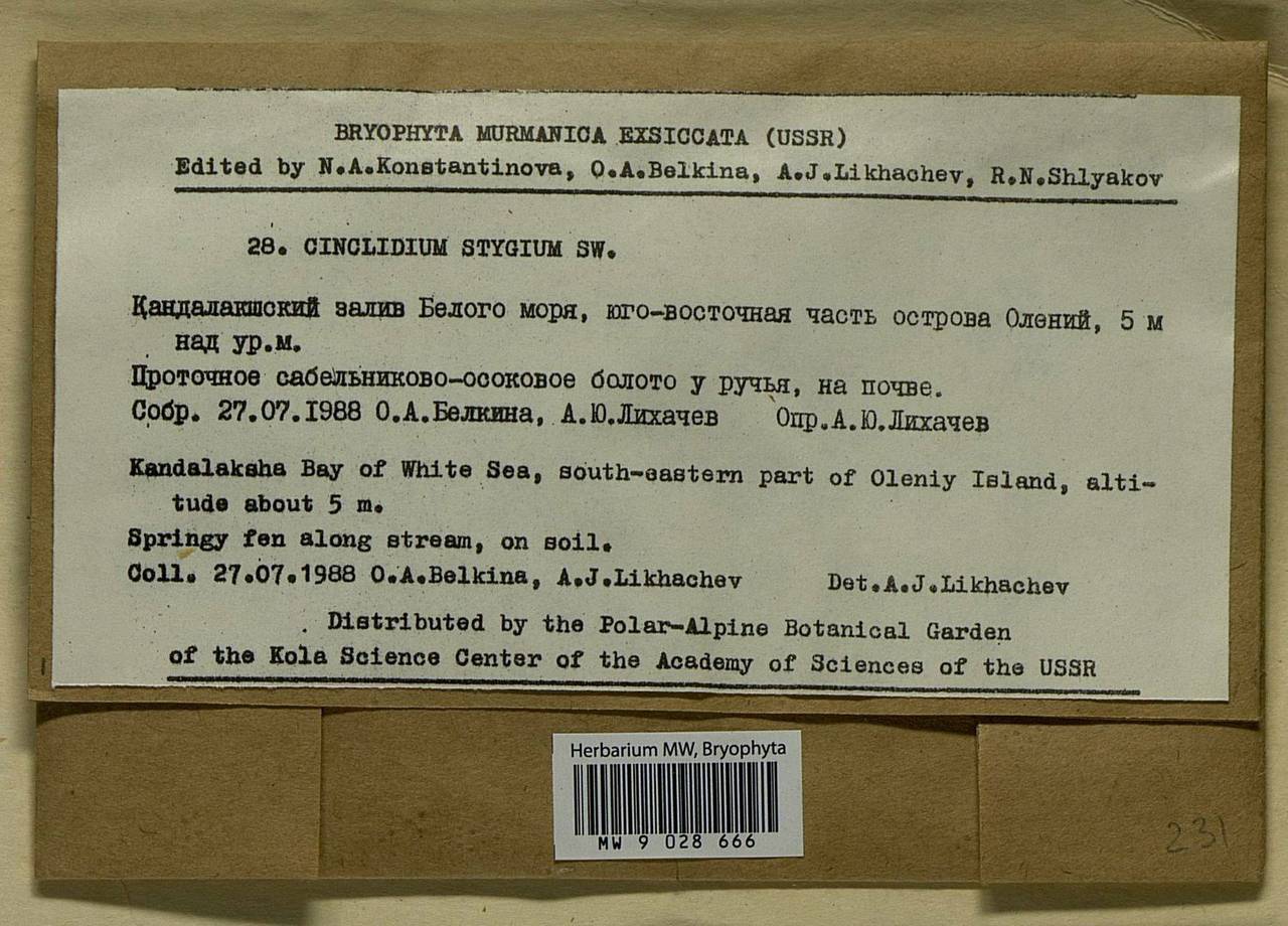 Cinclidium stygium Sw., Bryophytes, Bryophytes - Karelia, Leningrad & Murmansk Oblasts (B4) (Russia)