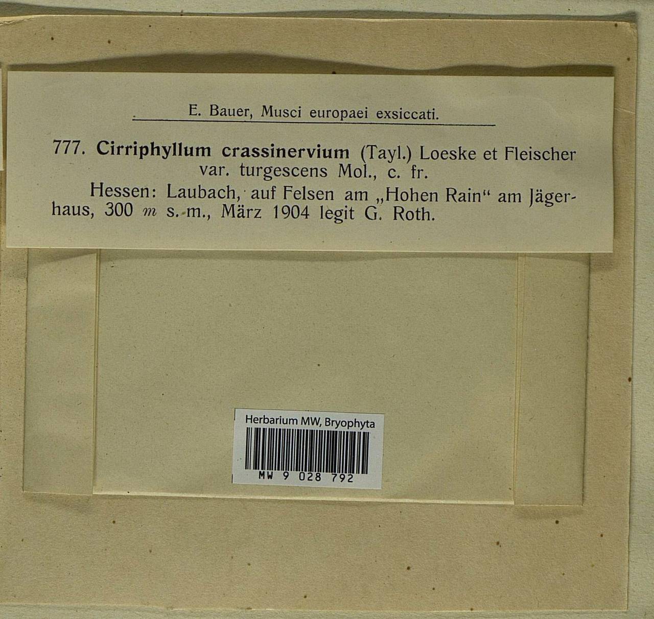 Cirriphyllum crassinervium (Taylor ex Wilson) Loeske & M. Fleisch., Bryophytes, Bryophytes - Western Europe (BEu) (Germany)