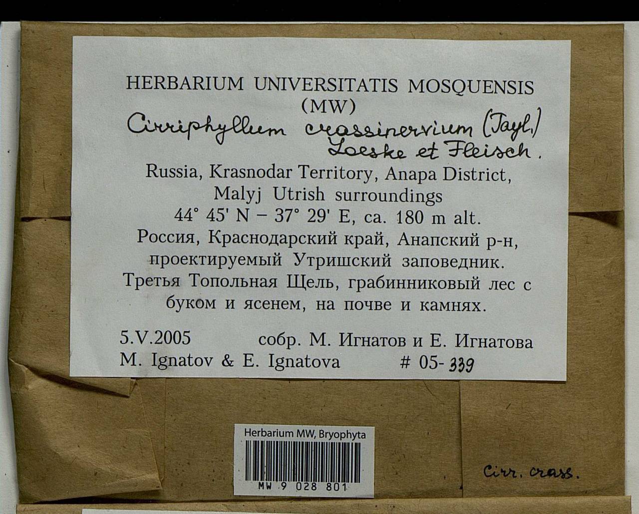 Cirriphyllum crassinervium (Taylor ex Wilson) Loeske & M. Fleisch., Bryophytes, Bryophytes - North Caucasus & Ciscaucasia (B12) (Russia)