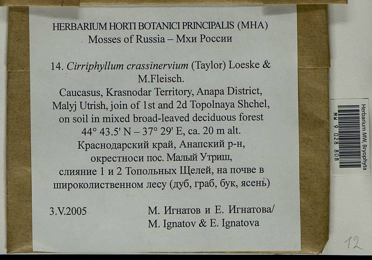 Cirriphyllum crassinervium (Taylor ex Wilson) Loeske & M. Fleisch., Bryophytes, Bryophytes - North Caucasus & Ciscaucasia (B12) (Russia)