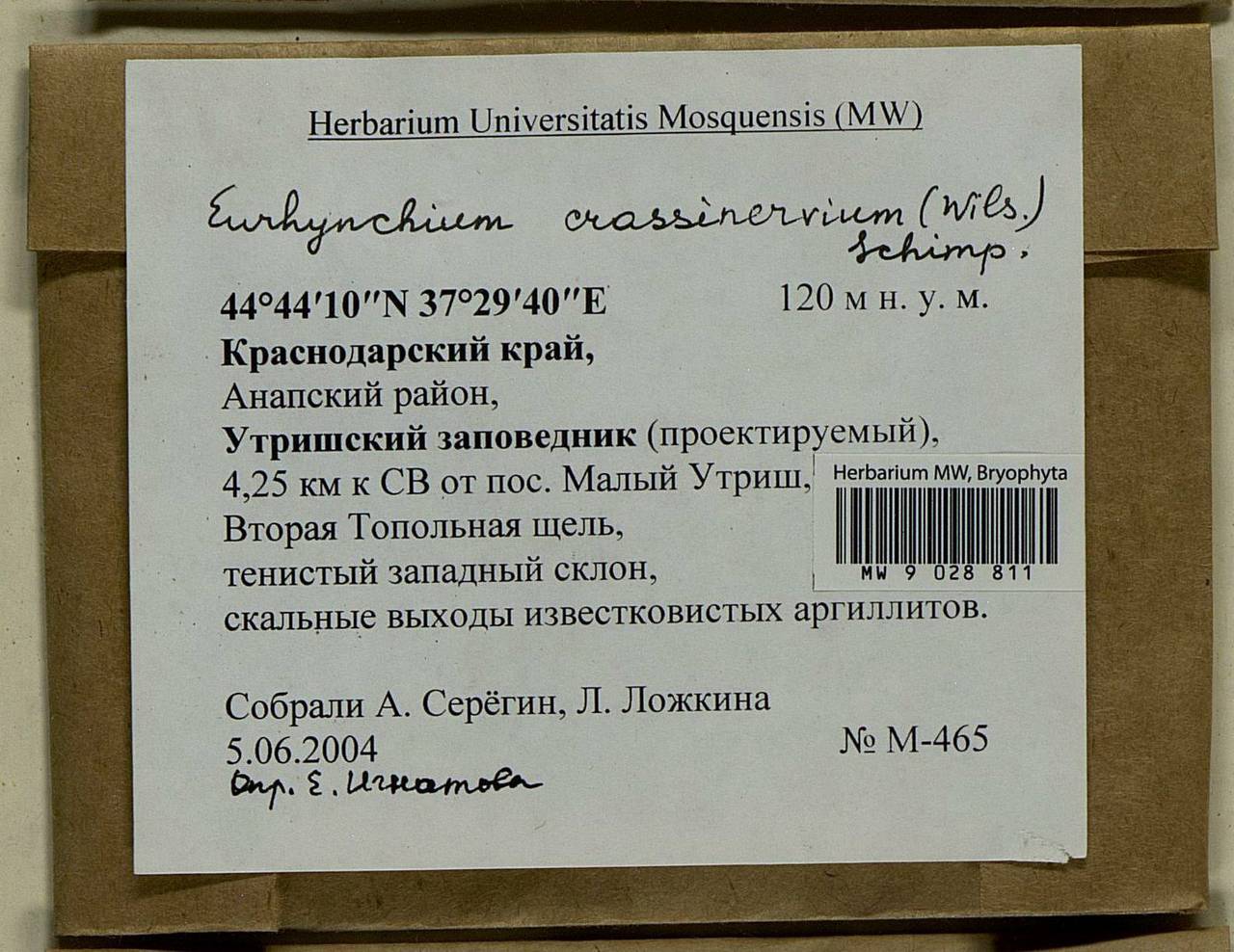 Cirriphyllum crassinervium (Taylor ex Wilson) Loeske & M. Fleisch., Bryophytes, Bryophytes - North Caucasus & Ciscaucasia (B12) (Russia)