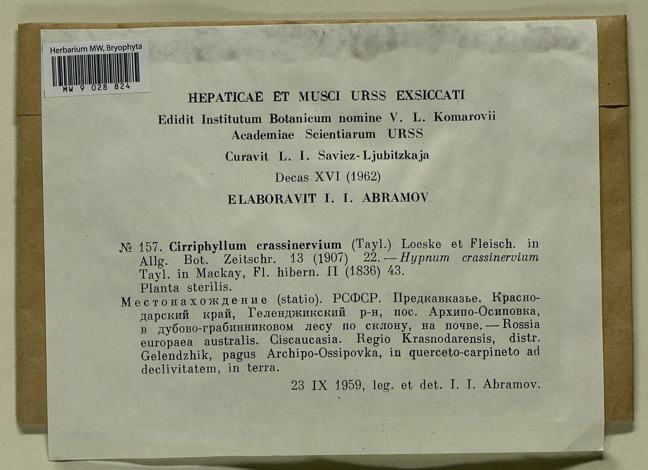 Cirriphyllum crassinervium (Taylor ex Wilson) Loeske & M. Fleisch., Bryophytes, Bryophytes - North Caucasus & Ciscaucasia (B12) (Russia)