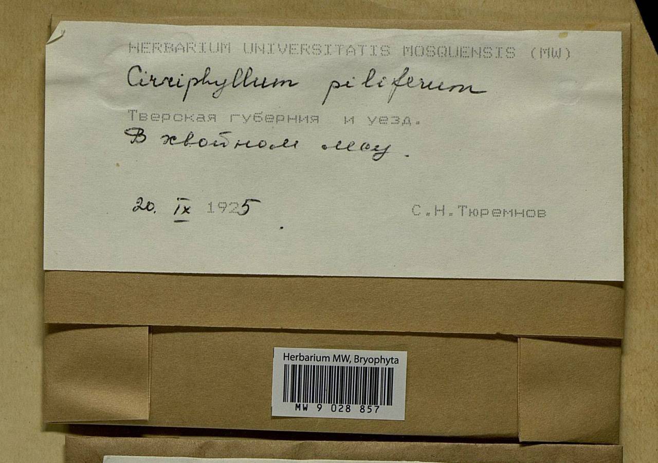 Cirriphyllum piliferum (Hedw.) Grout, Bryophytes, Bryophytes - Middle Russia (B6) (Russia)
