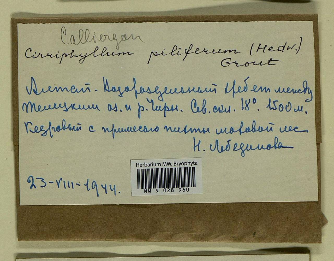 Cirriphyllum piliferum (Hedw.) Grout, Bryophytes, Bryophytes - Western Siberia (including Altai) (B15) (Russia)