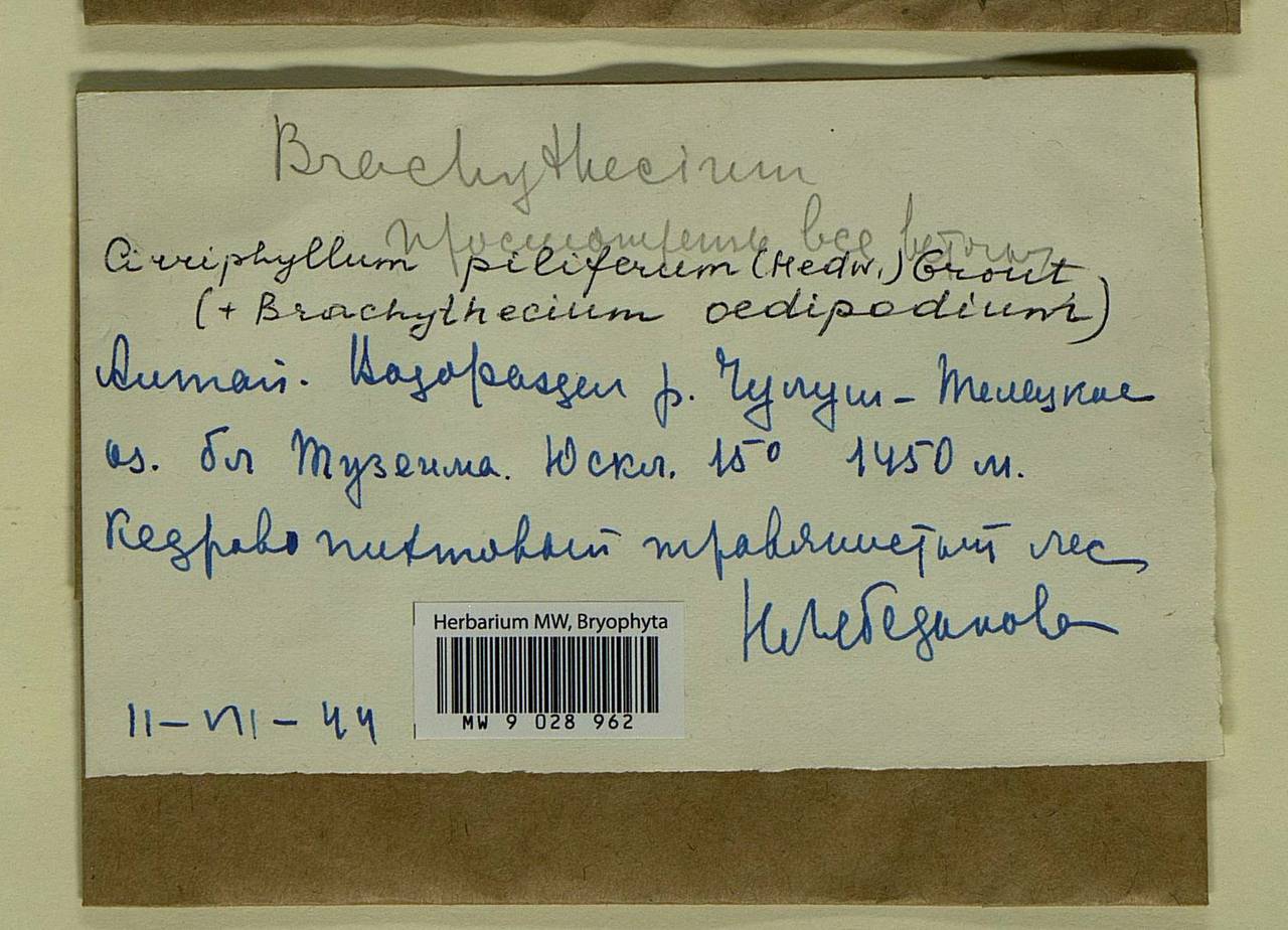 Cirriphyllum piliferum (Hedw.) Grout, Bryophytes, Bryophytes - Western Siberia (including Altai) (B15) (Russia)